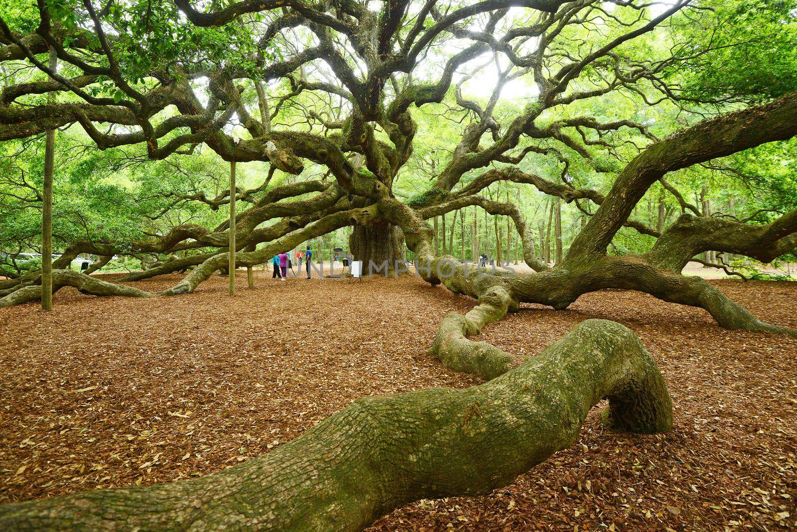 angel oak tree by porbital