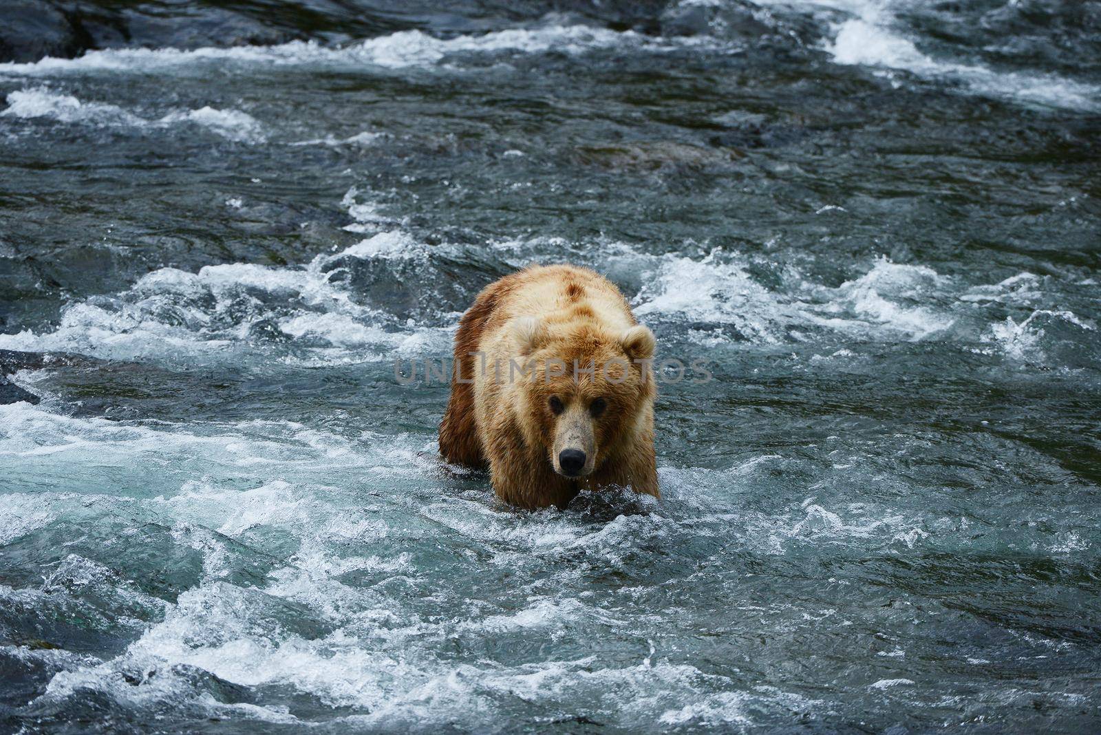 Grizzly bear in Katmai, Alaska