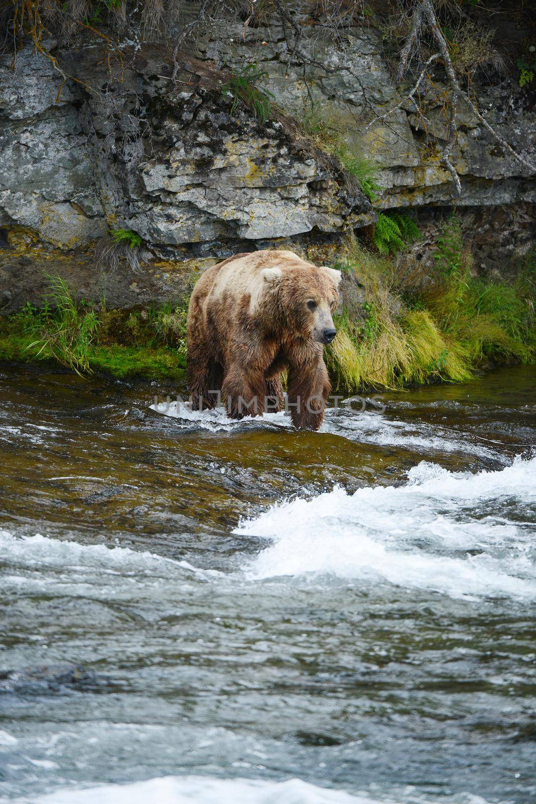 grizzly bear hunting salmon by porbital