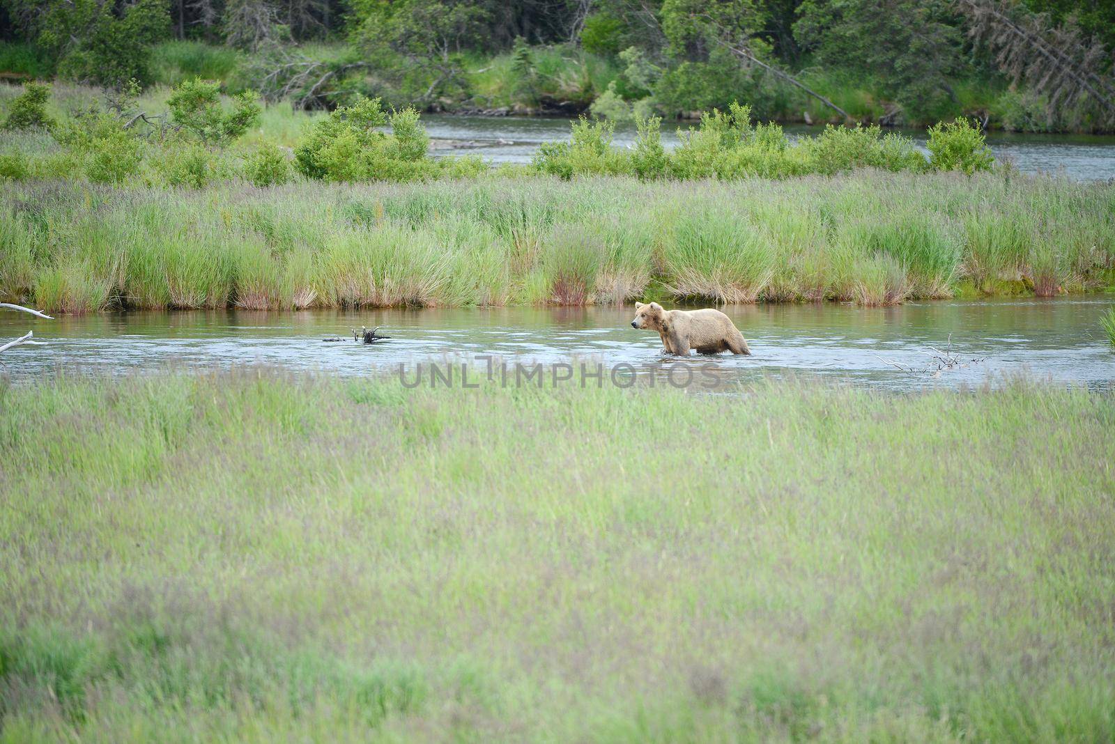 Grizzly bear in Katmai, Alaska