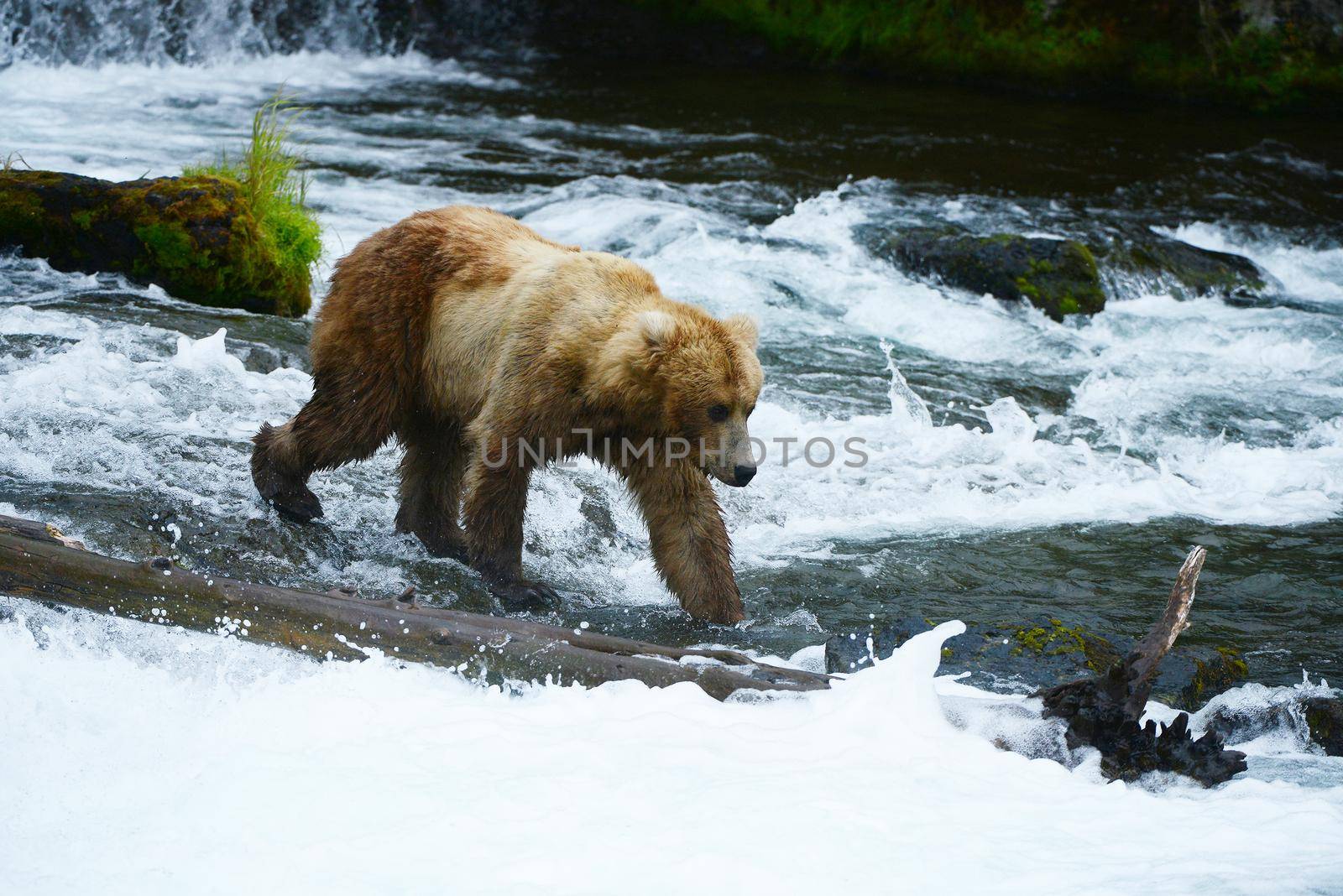 grizzly bear in brooks river hunting for salmon at katmai national park in alaska