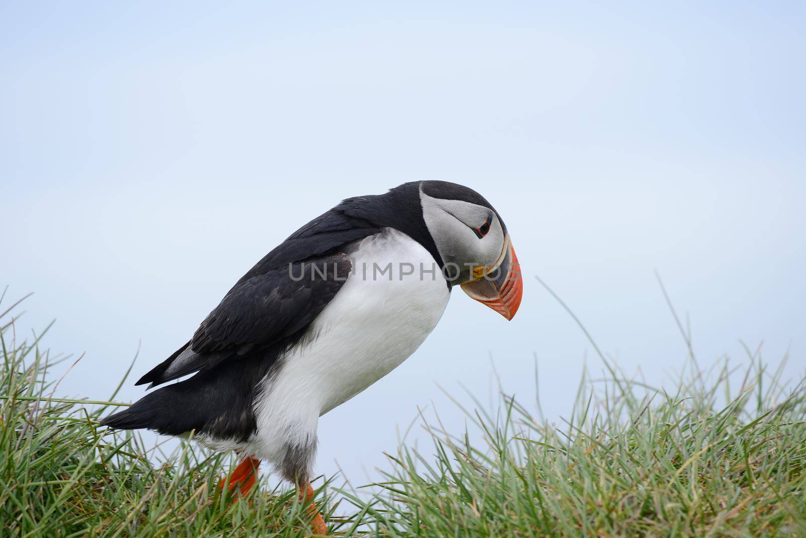 Puffin from westfjord in Iceland