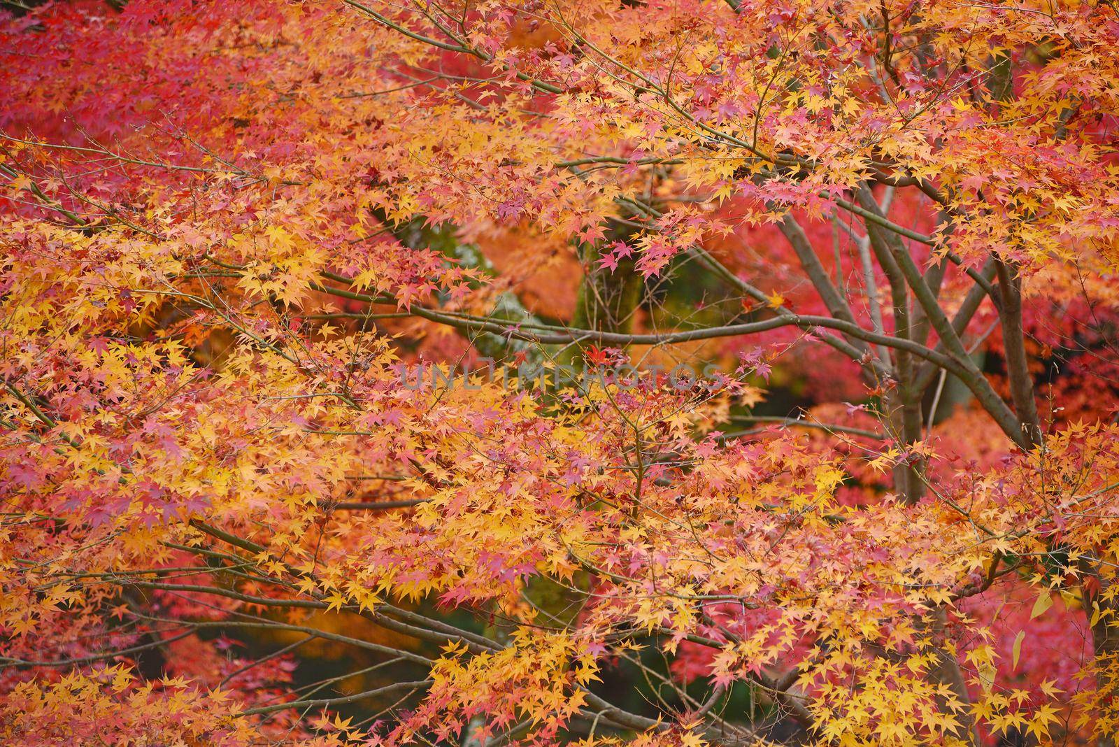 colorful maple leaves and branches from kyoto, japan