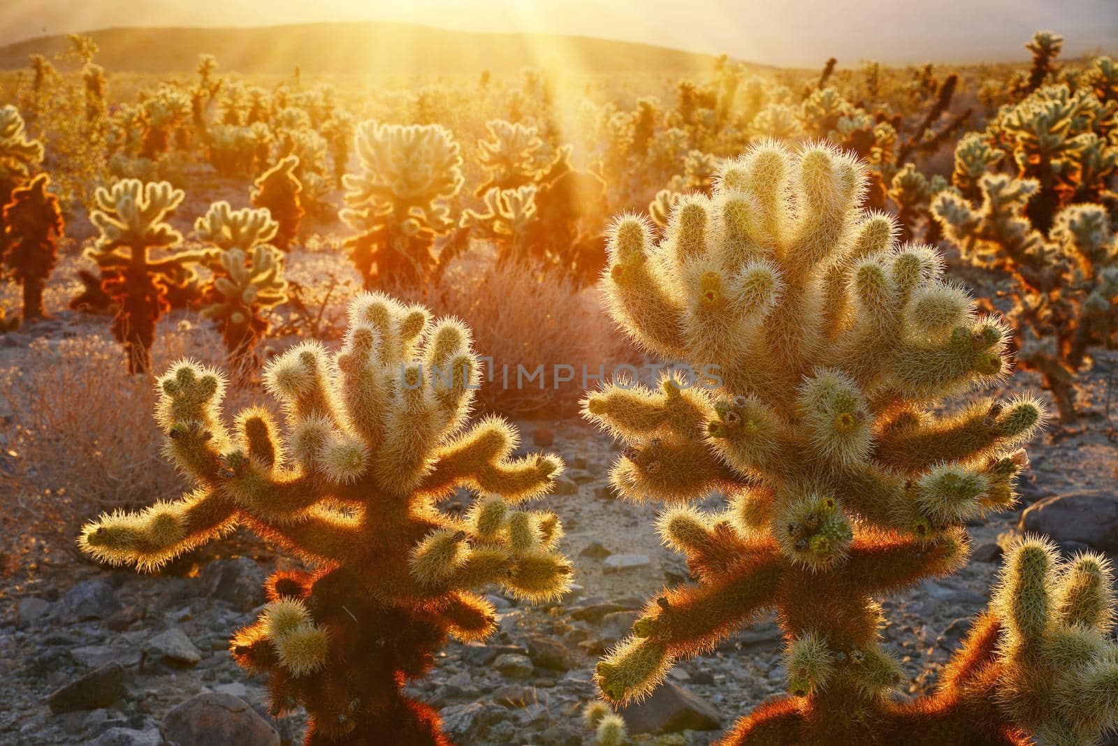 cholla cactus garden from Joshua Tree national park with a warm morning sunlight