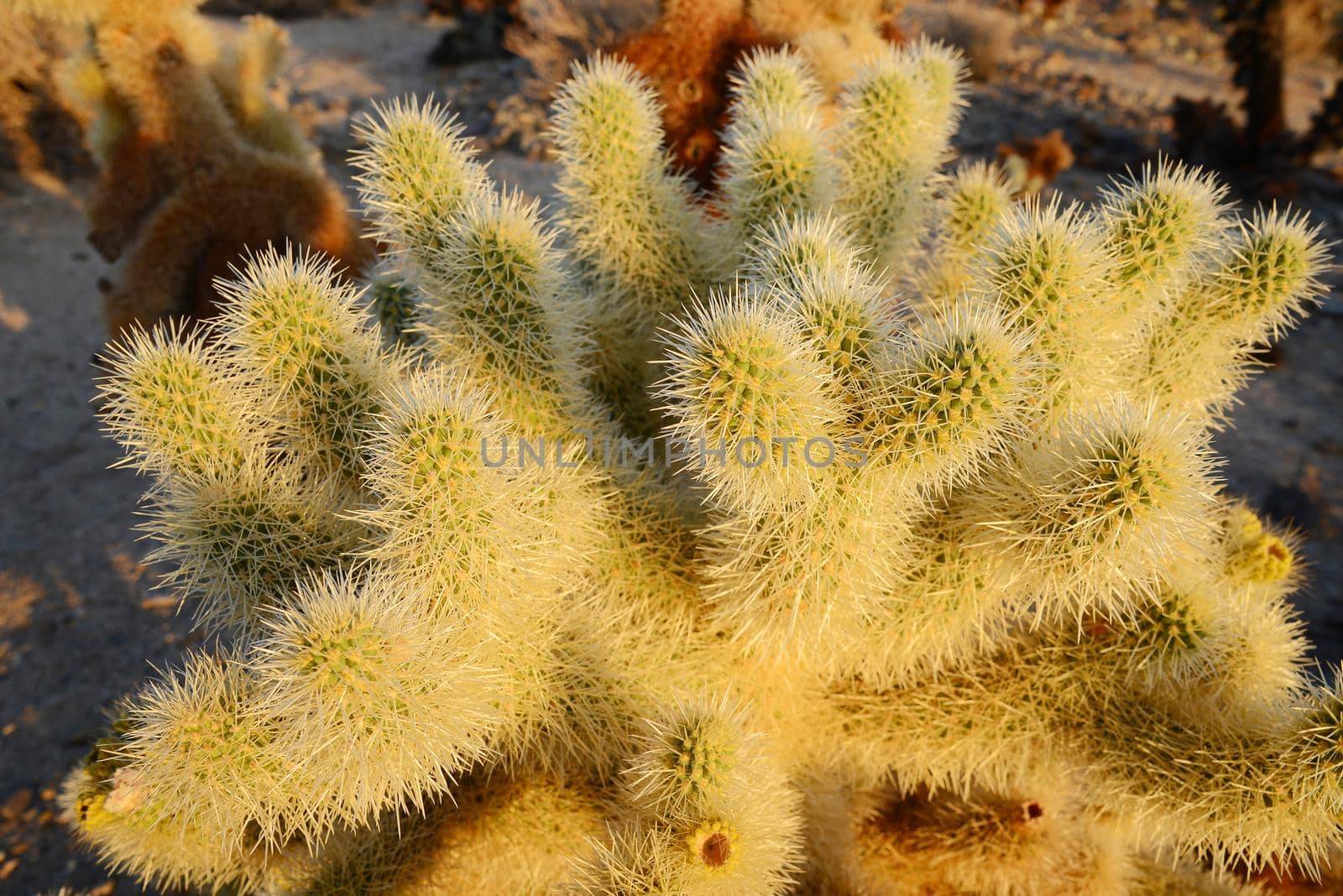 cholla cactus garden from Joshua Tree national park with a warm morning sunlight