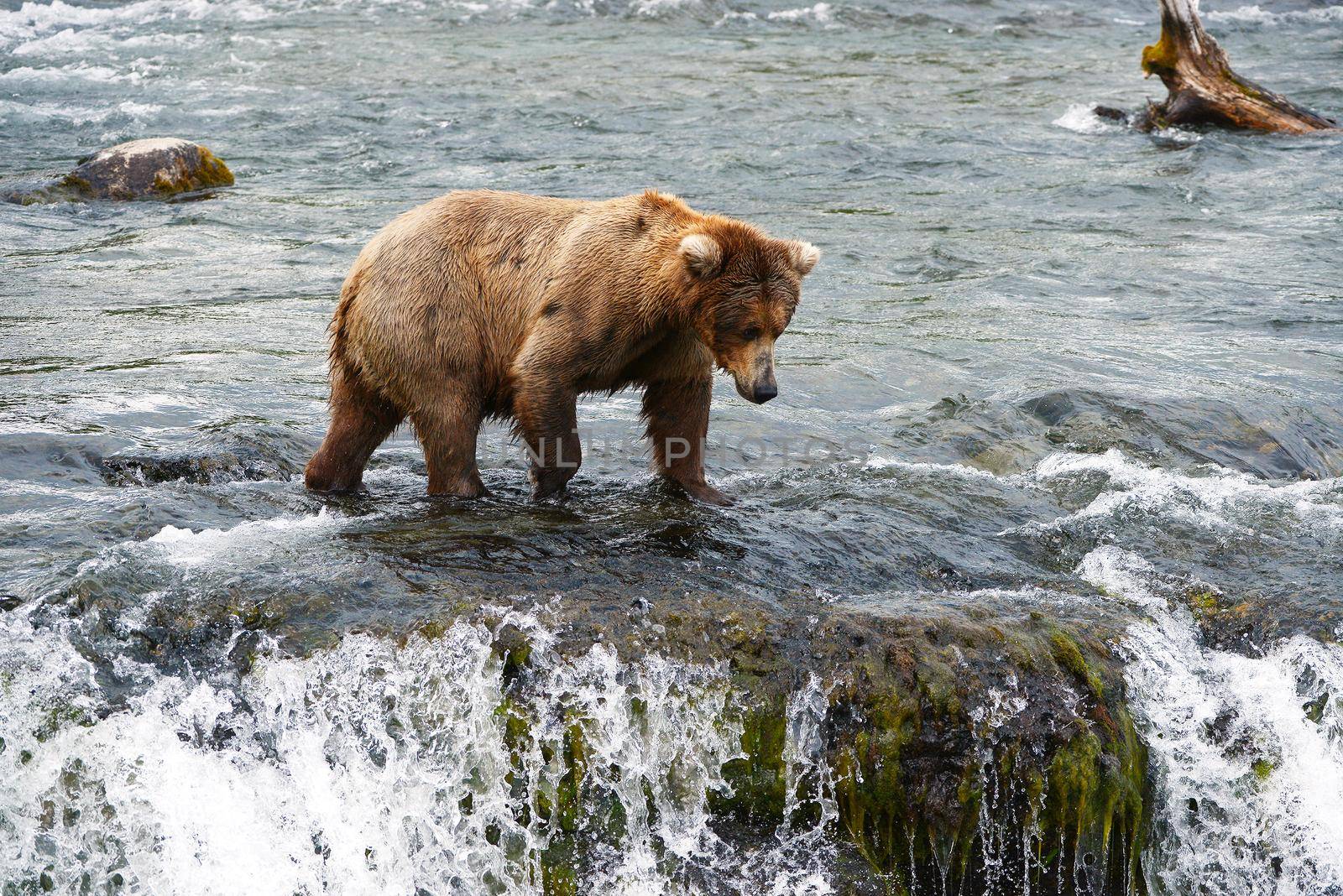 grizzly bear in brooks river hunting for salmon at katmai national park in alaska