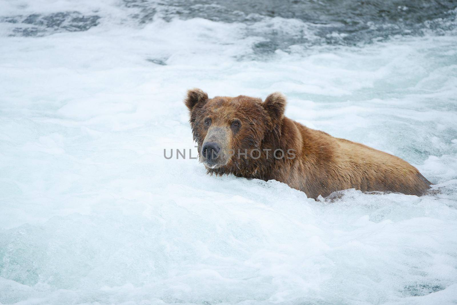 grizzly bear in brooks river hunting for salmon at katmai national park in alaska