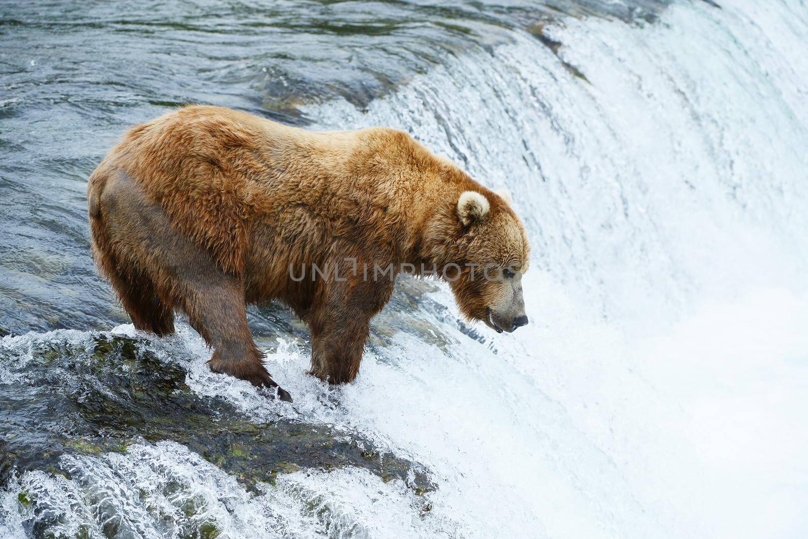 grizzly bear in brooks river hunting for salmon at katmai national park in alaska