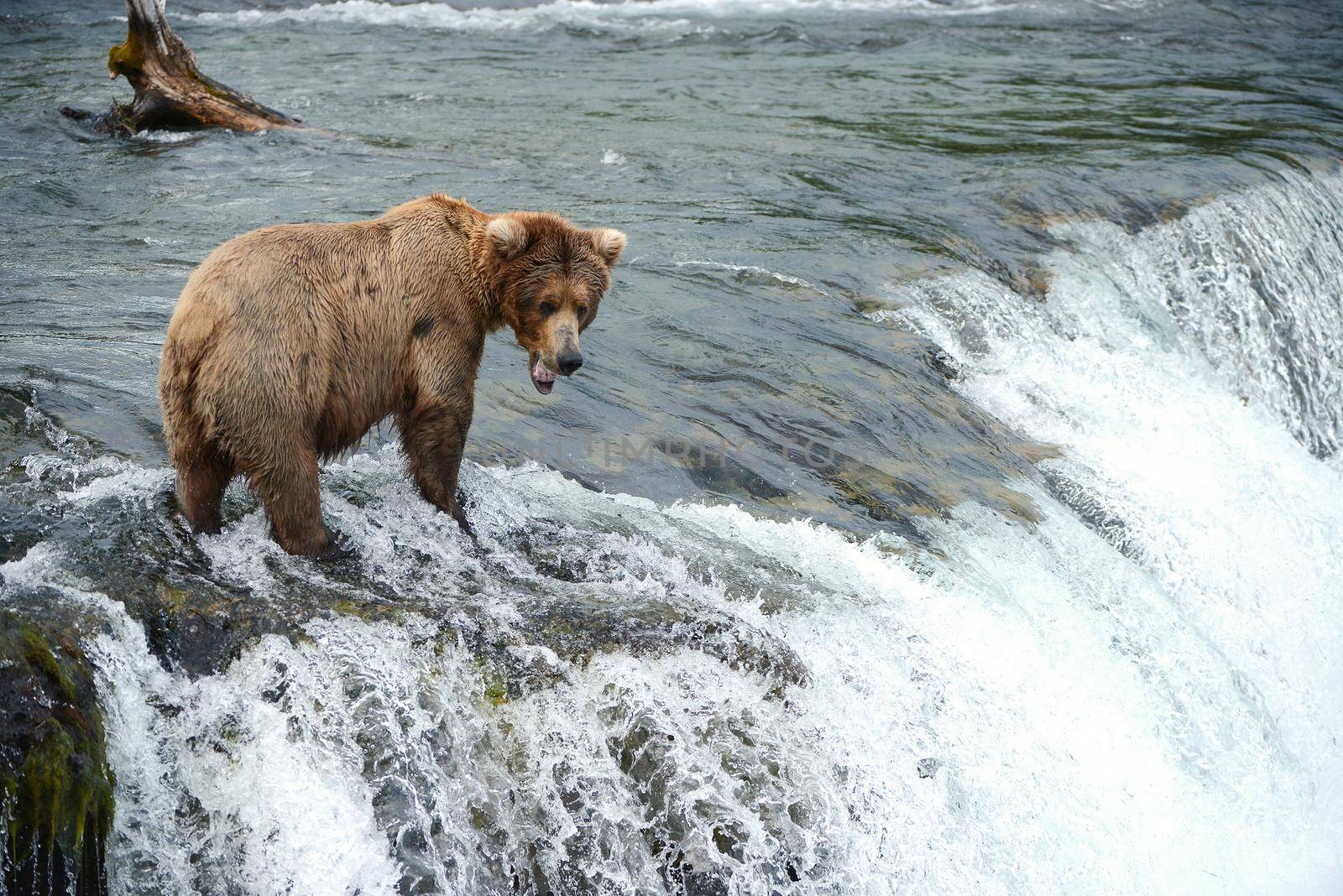 grizzly bear in brooks river hunting for salmon at katmai national park in alaska