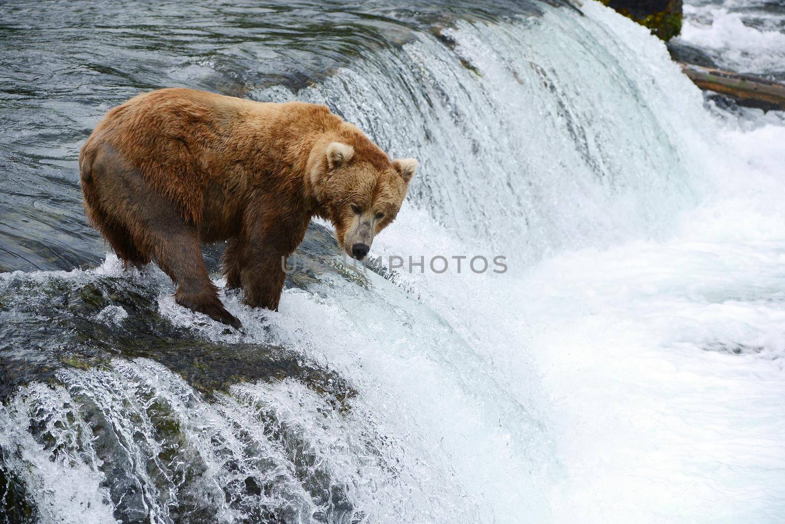 grizzly bear hunting for salmon in alaska