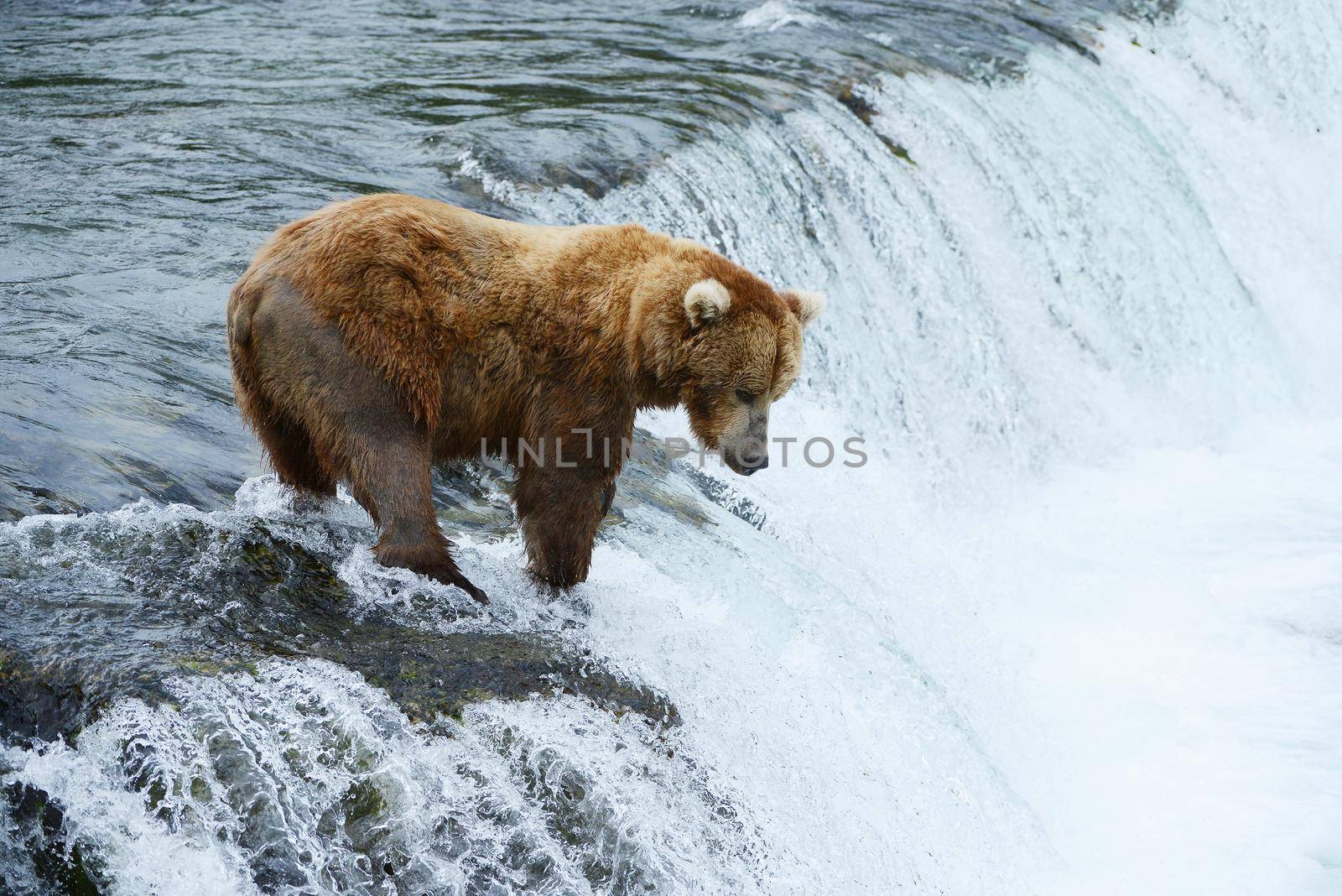 grizzly bear hunting salmon by porbital