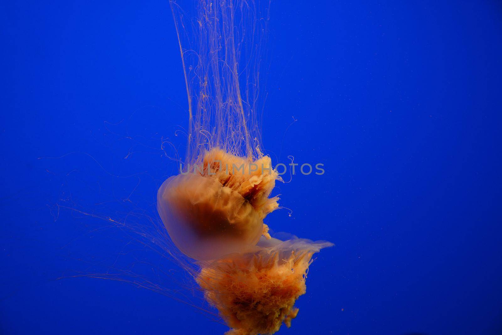 orange nettle jellyfish with blue background