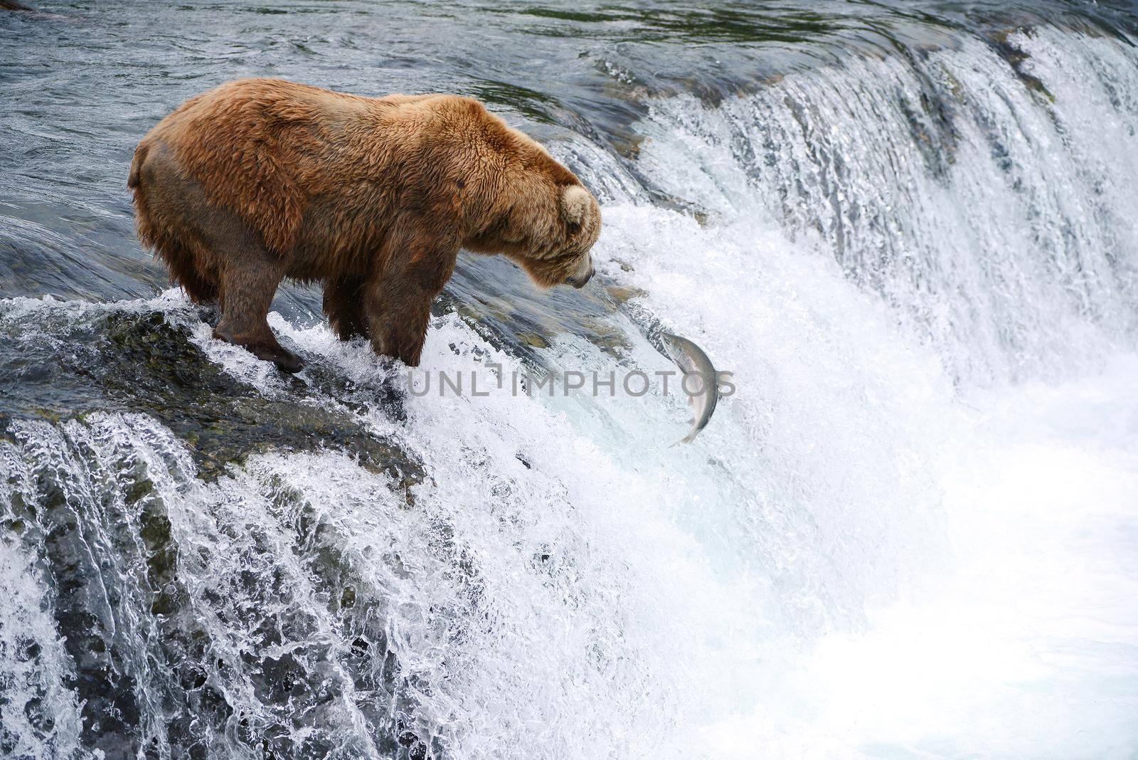 grizzly bear hunting salmon by porbital