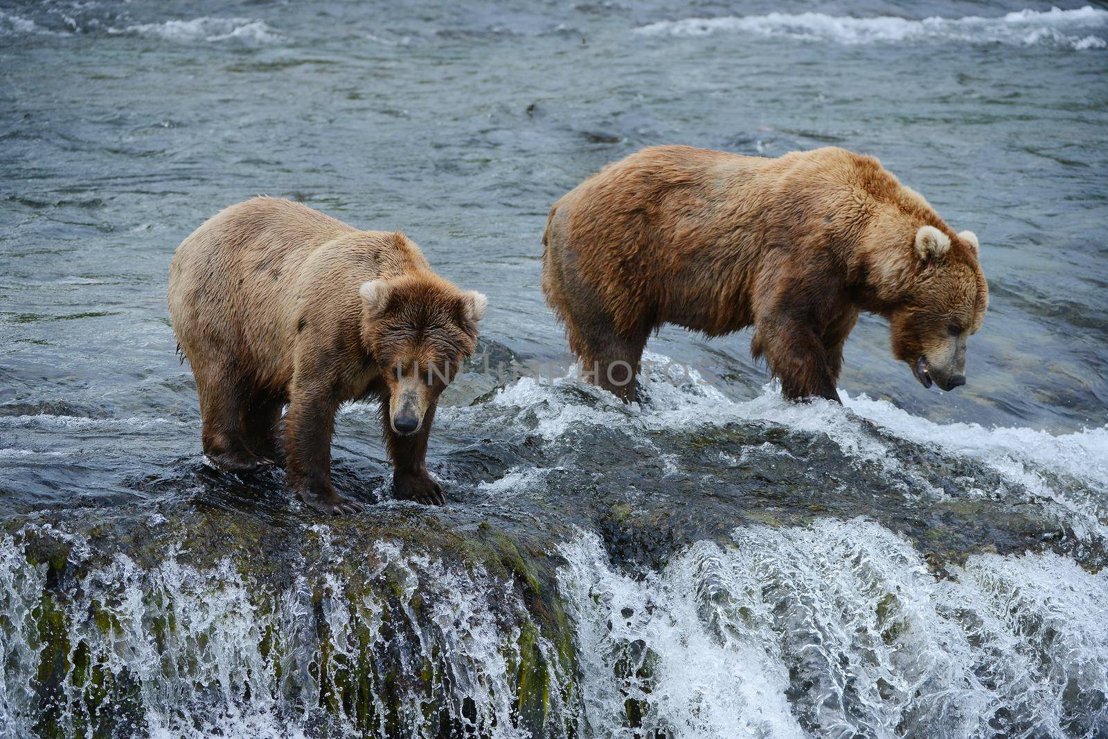 grizzly bear hunting salmon by porbital