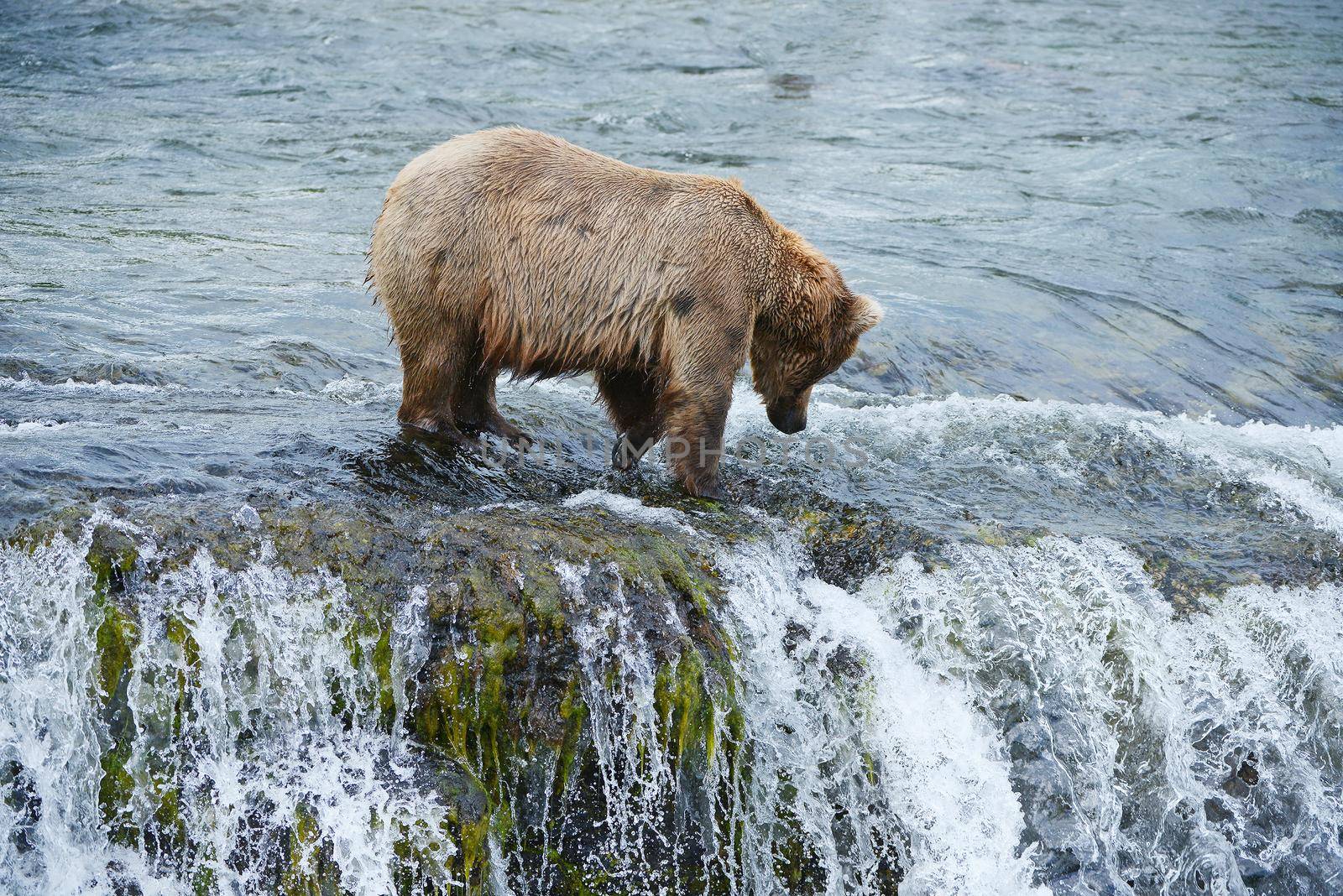 grizzly bear in brooks river hunting for salmon at katmai national park in alaska