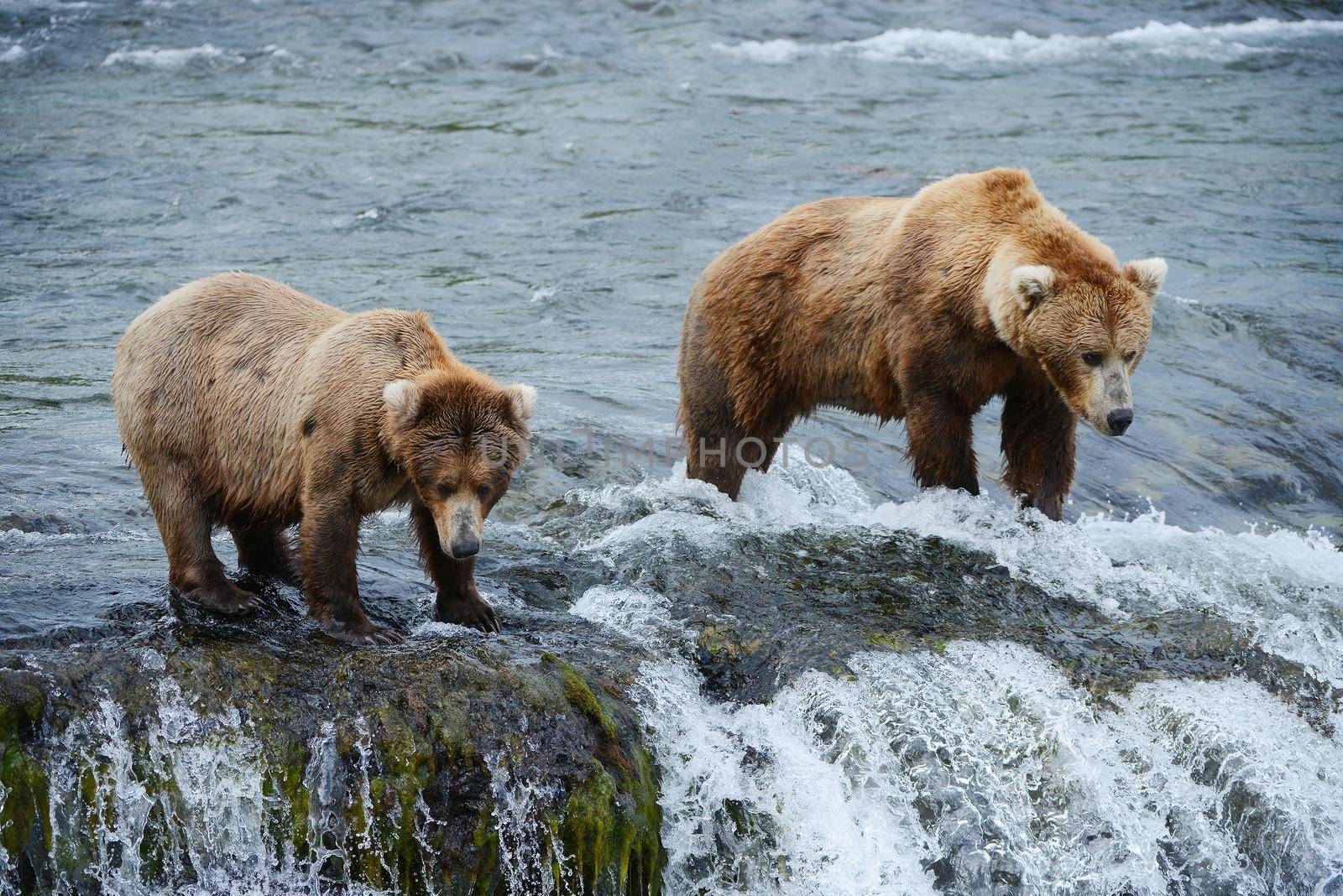 grizzly bear in brooks river hunting for salmon at katmai national park in alaska