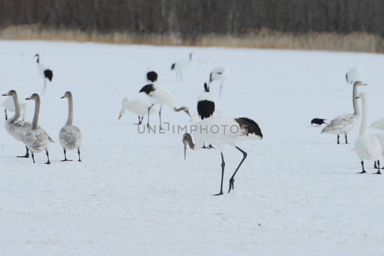 Japanese crane in Hokkaido