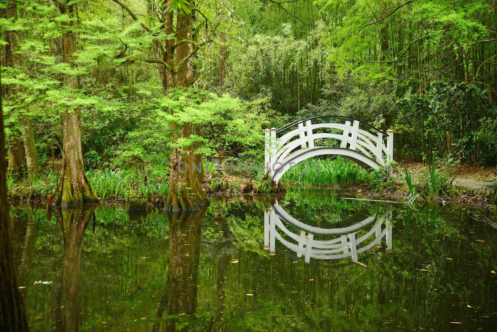 a white bridge in a swamp area in magnolia plantation near charleston