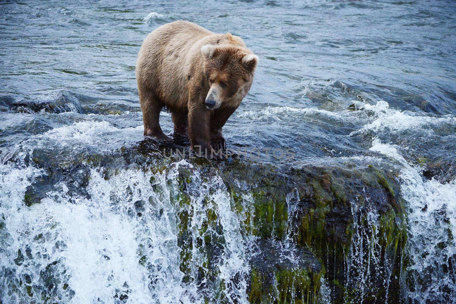 grizzly bear in brooks river hunting for salmon at katmai national park in alaska