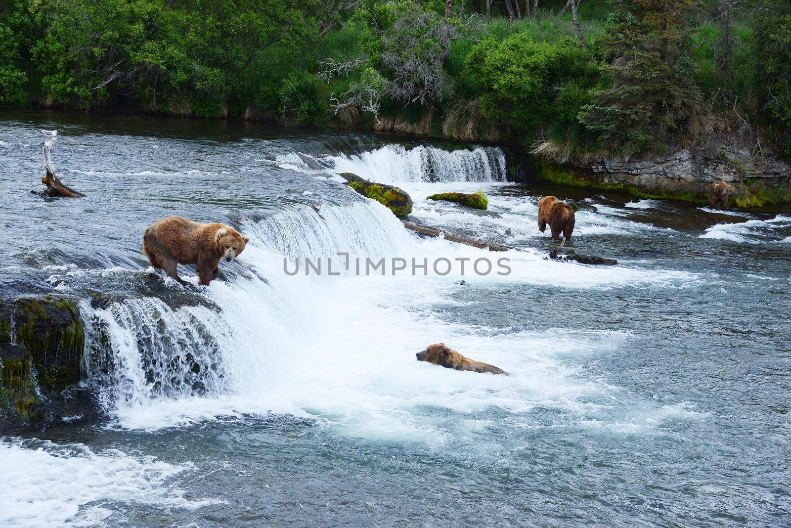 grizzly bear hunting salmon by porbital