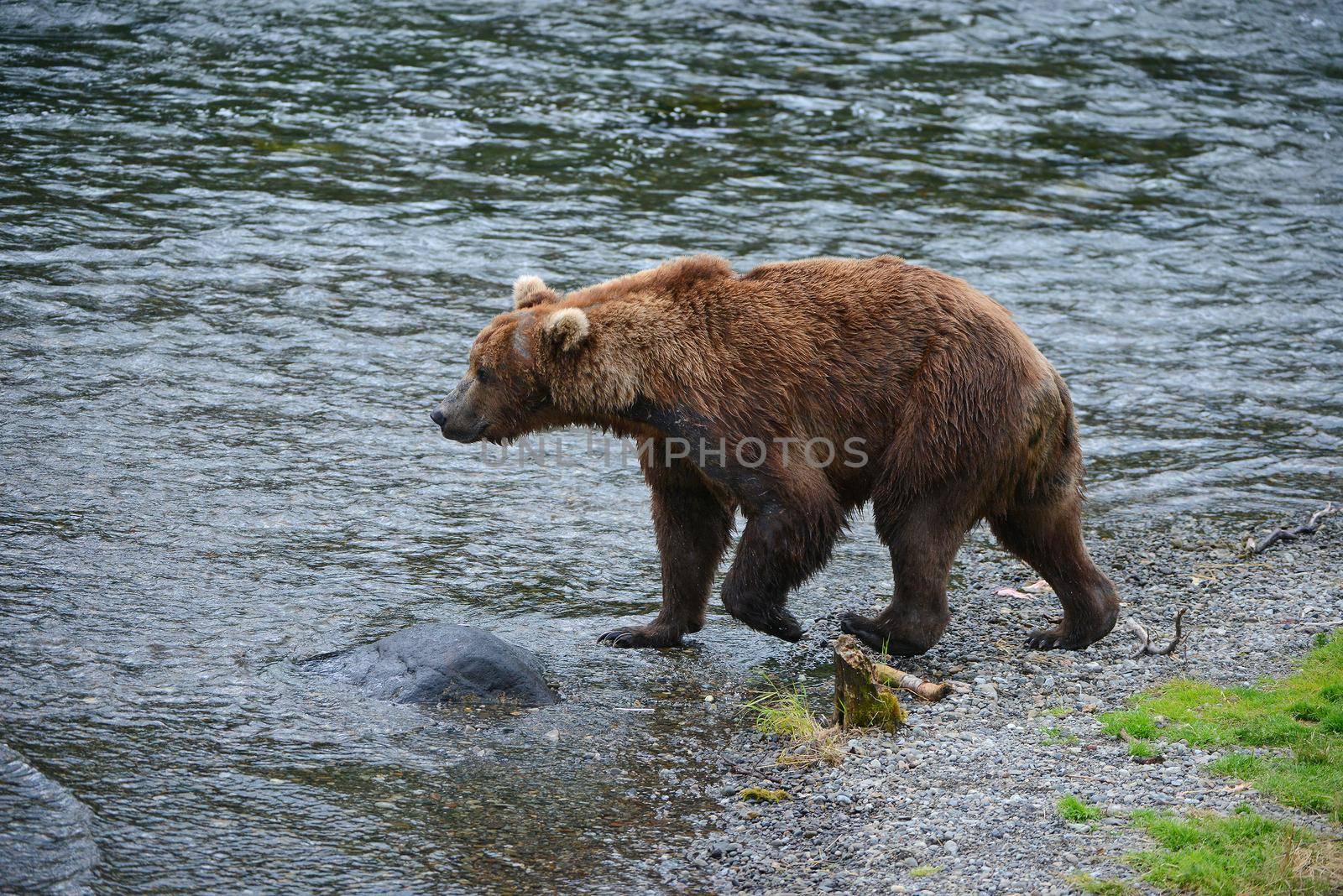 grizzly bear hunting salmon by porbital