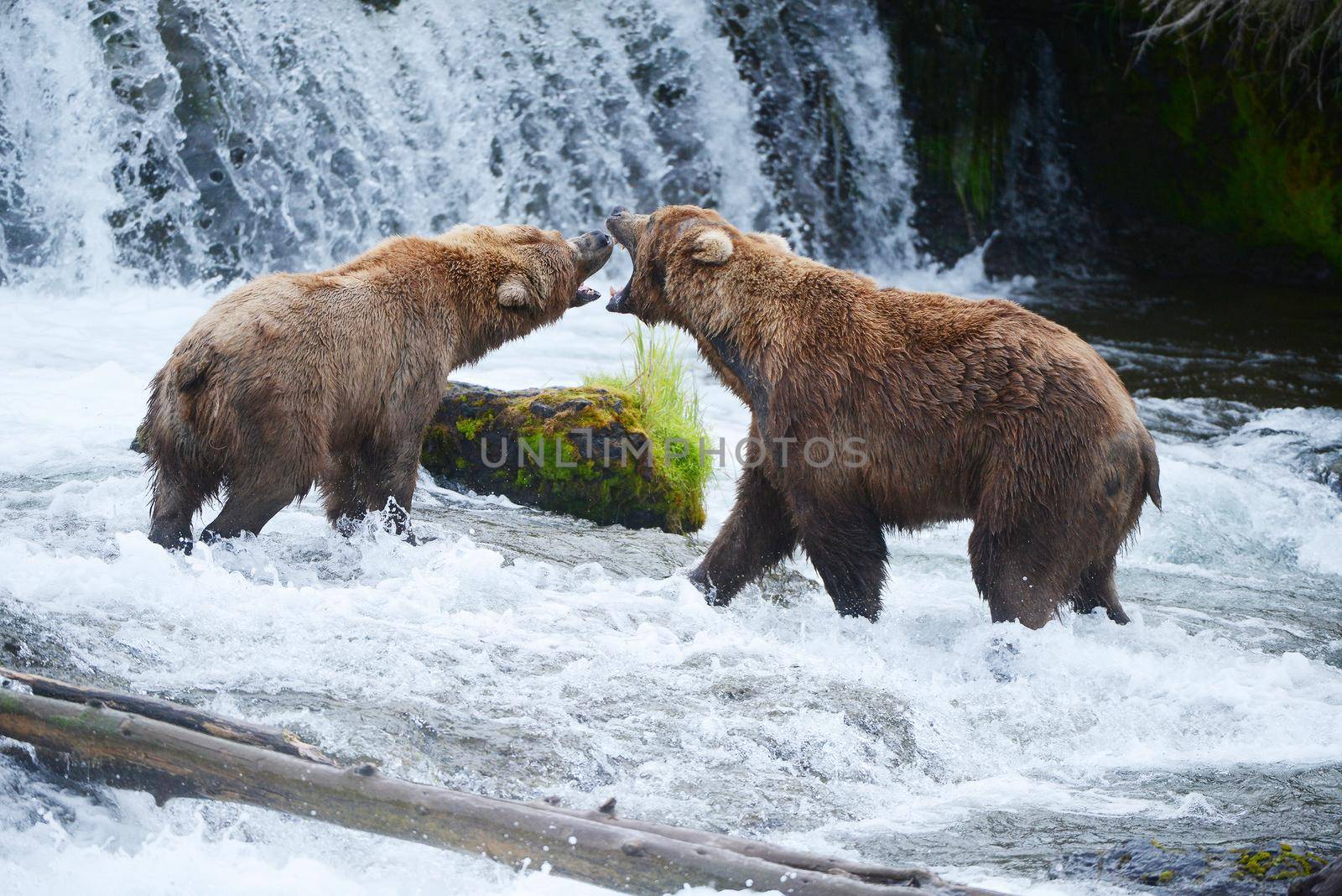 grizzly bear fight by porbital