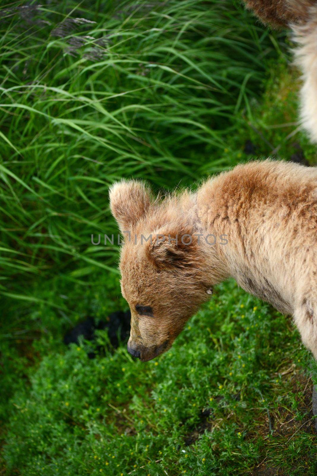 bear cubs in katmai by porbital