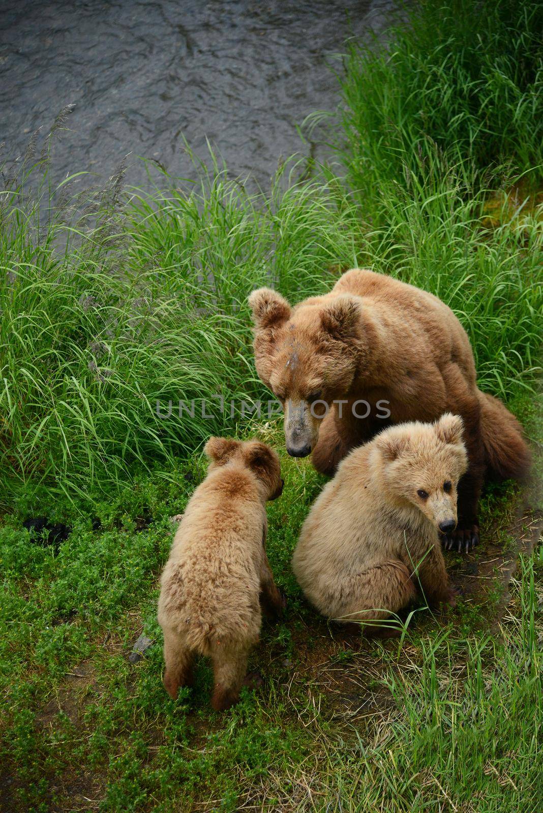 bear cubs and mother on a grass area on brooks river shore in katmai national park