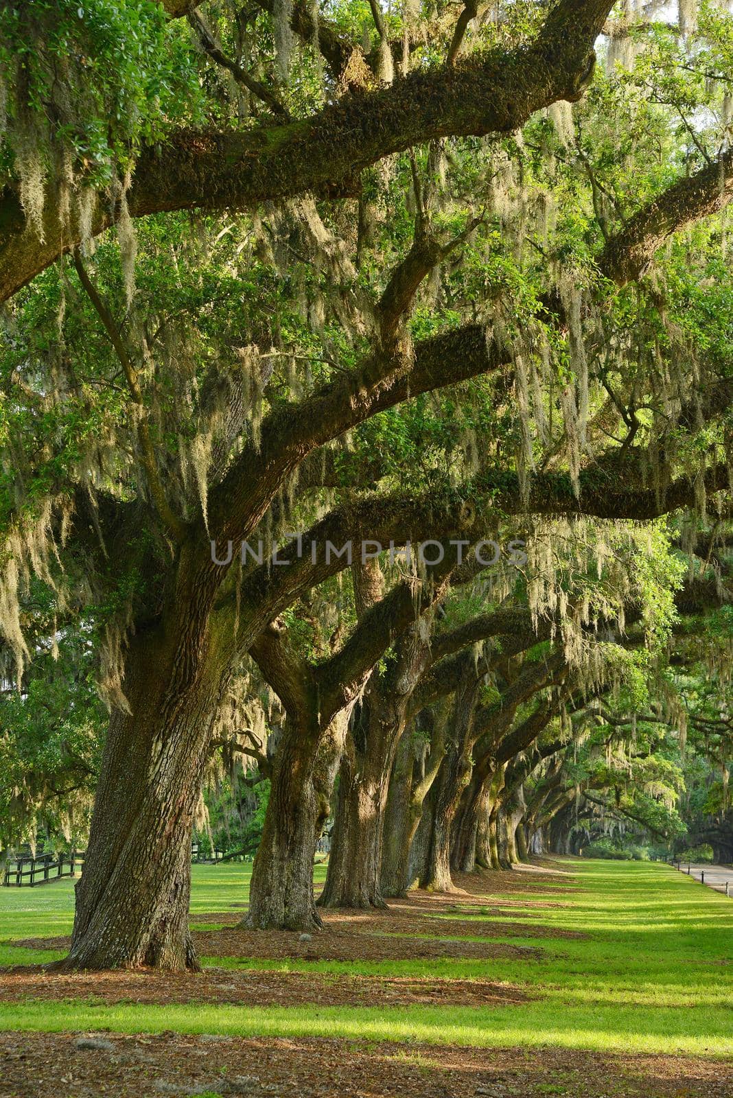 a row of old oak tree from a plantation near Charleston, south carolina