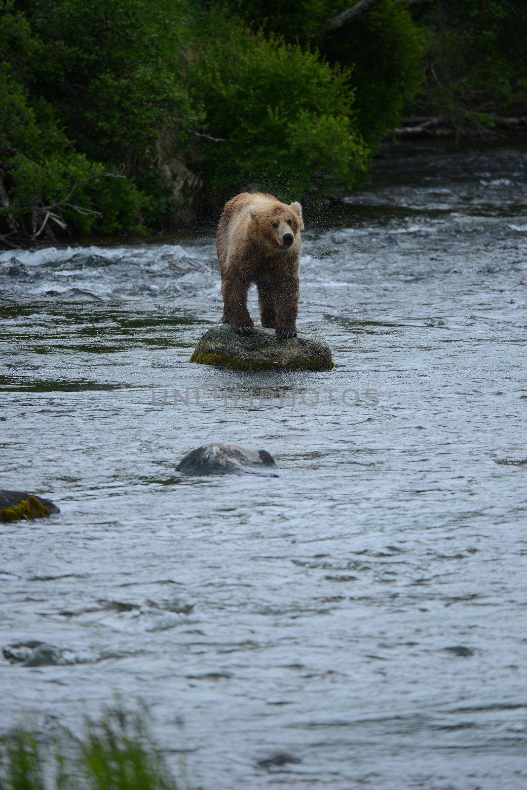 grizzly bear in brooks river hunting for salmon at katmai national park in alaska