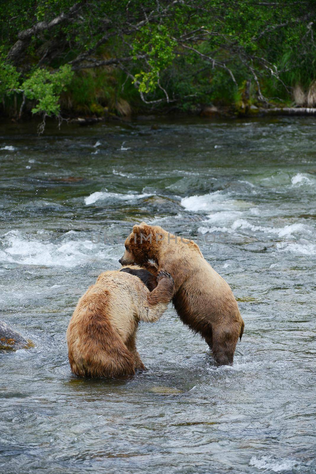 grizzly bear fight by porbital