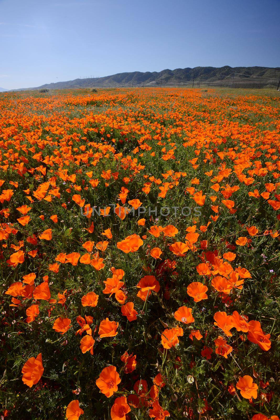 wild orange california poppy blooming from antelope valley in southern california