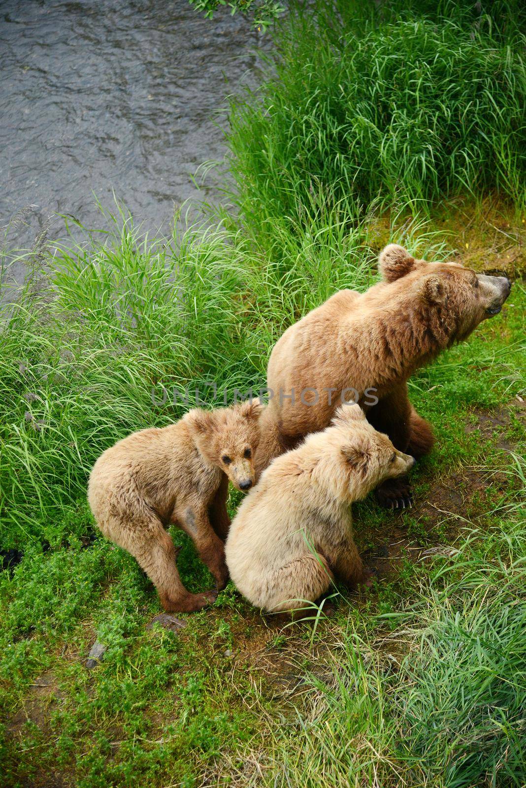 bear cubs in katmai by porbital