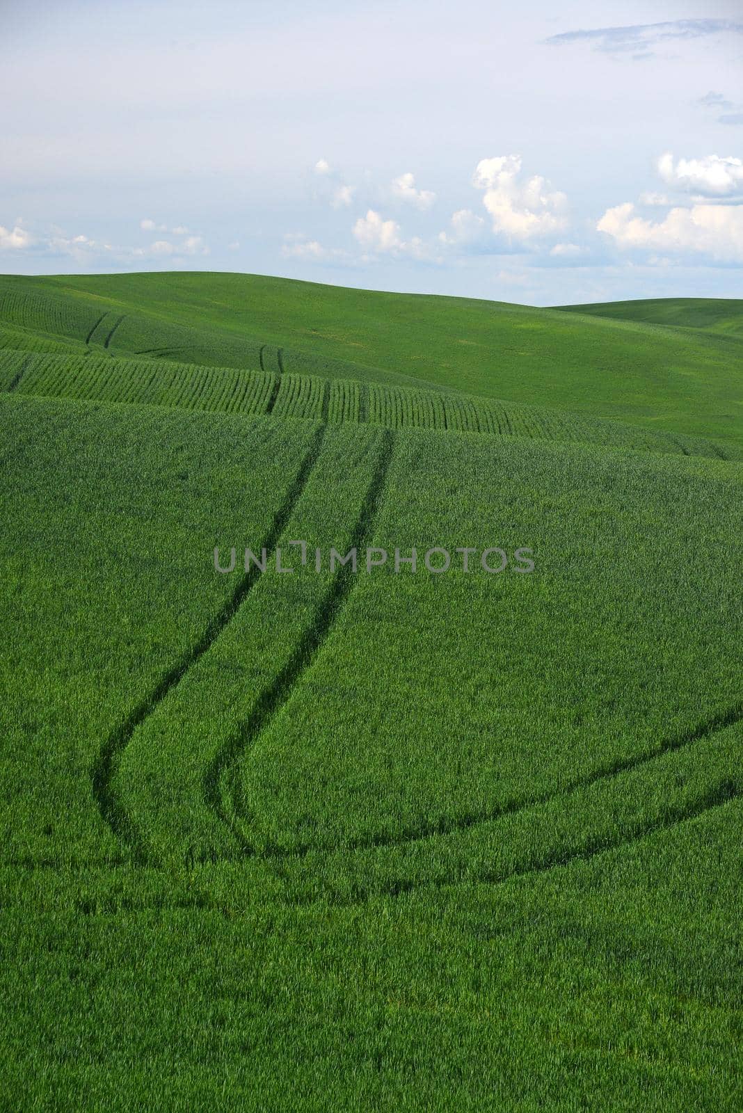 rolling hill of wheat farm land in palouse washington