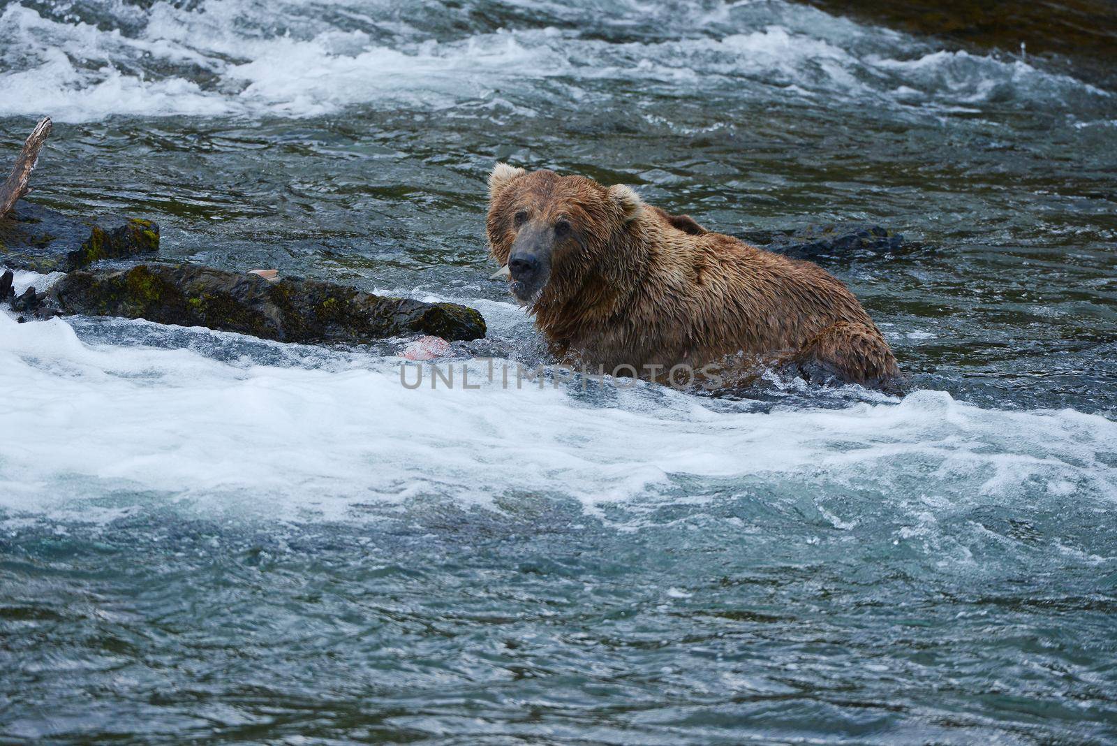 grizzly bear in brooks river hunting for salmon at katmai national park in alaska