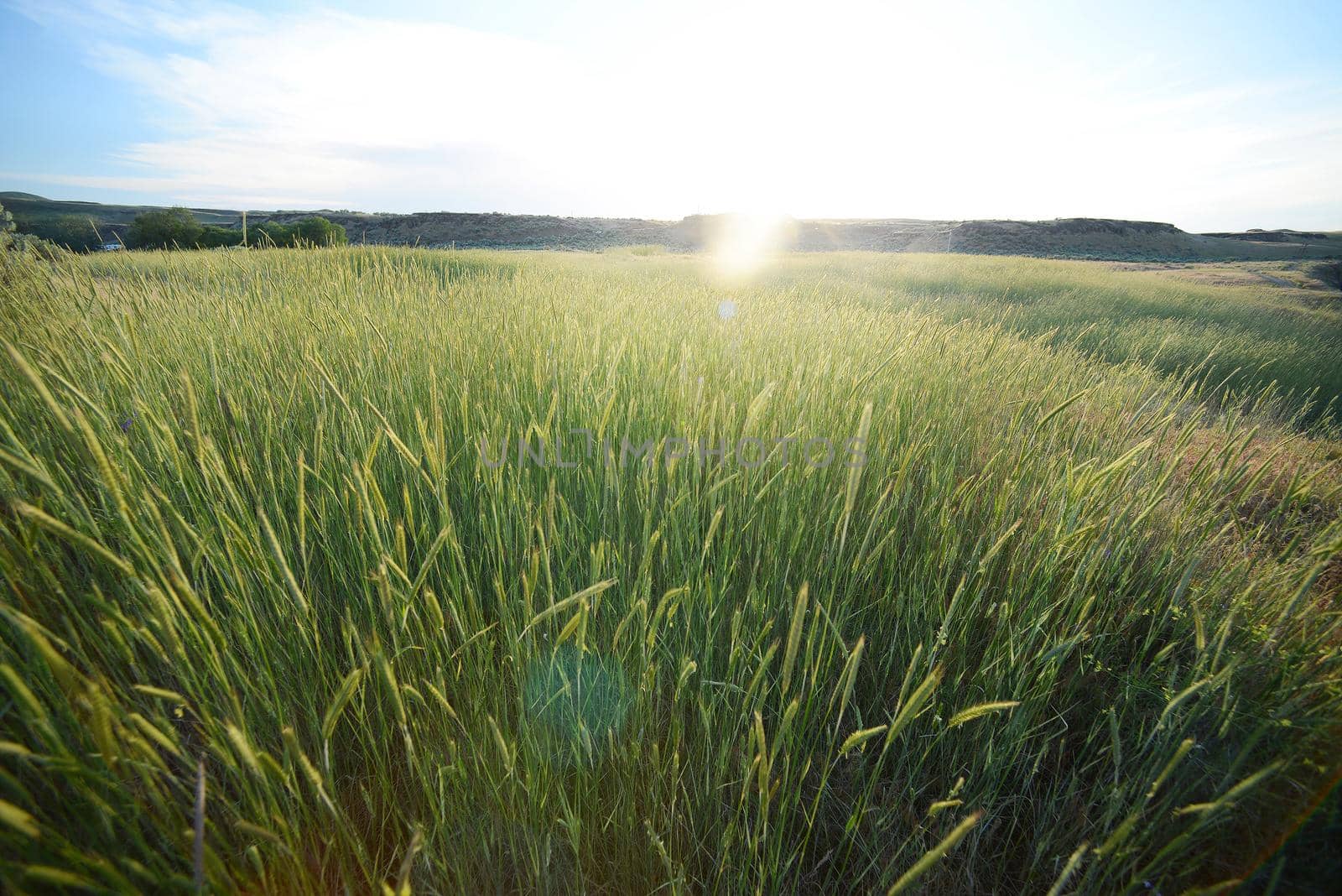 green grass with warm afternoon sunlight