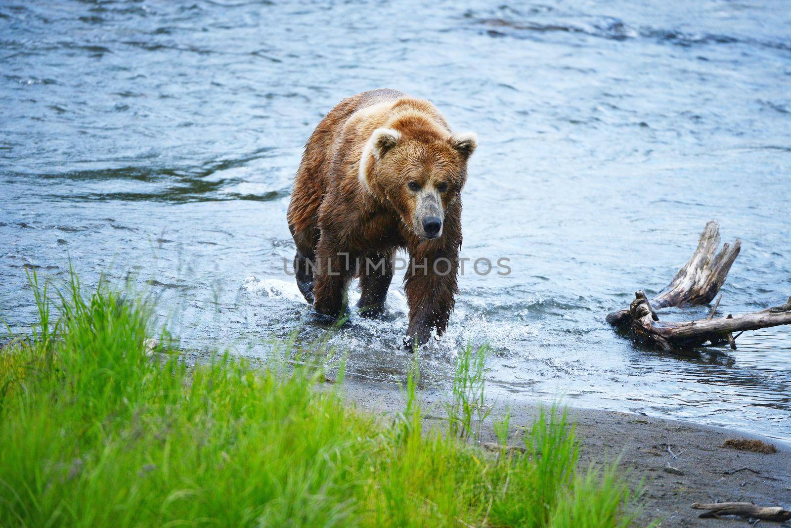 grizzly bear hunting for salmon in alaska