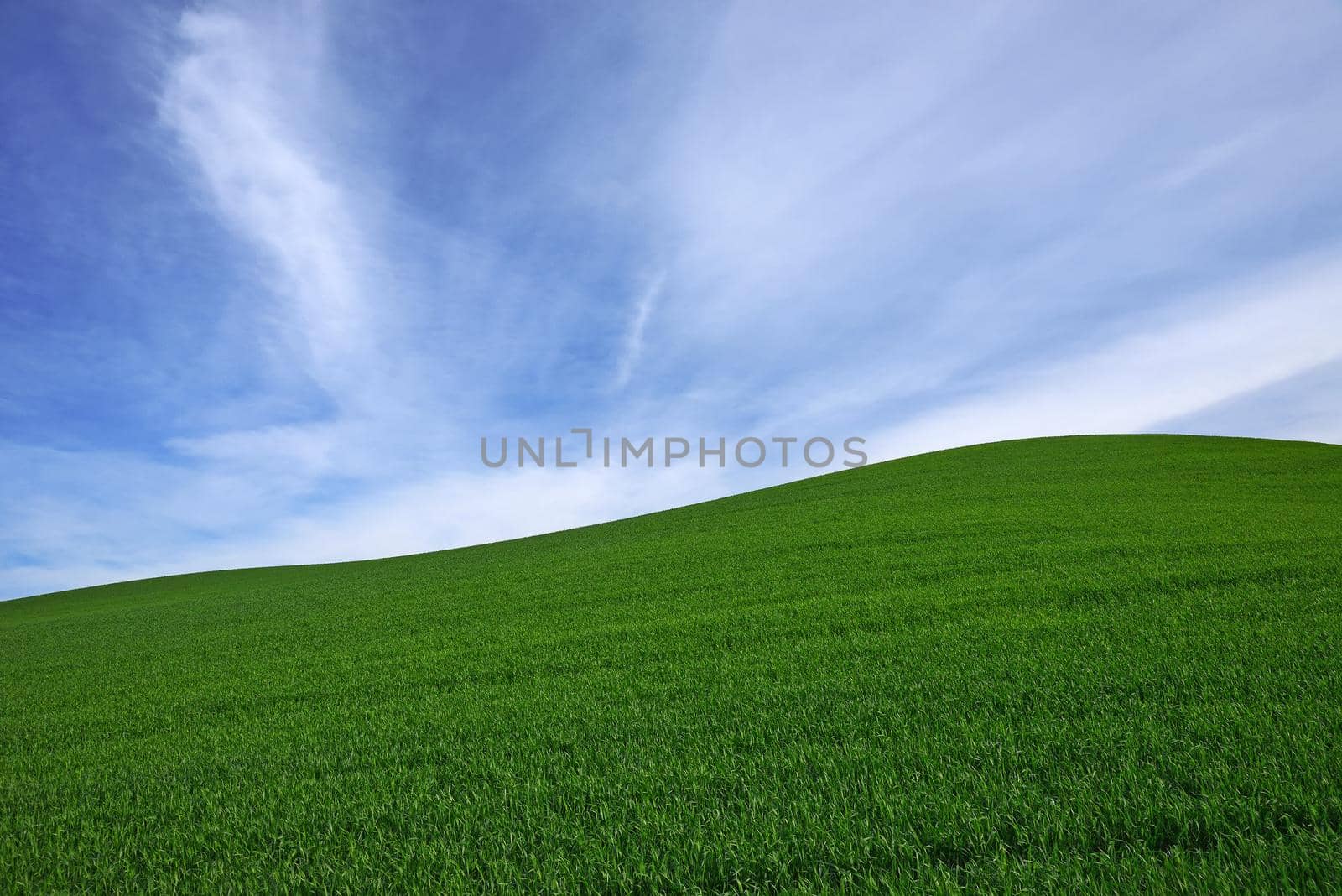 rolling hill of wheat farm land in palouse washington