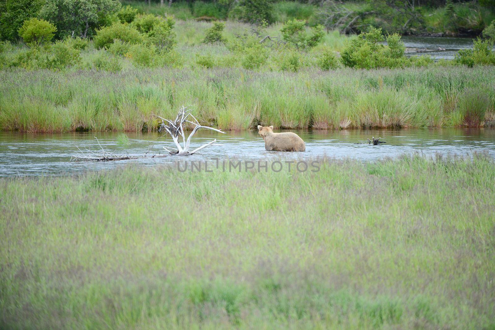 Grizzly bear in Katmai, Alaska