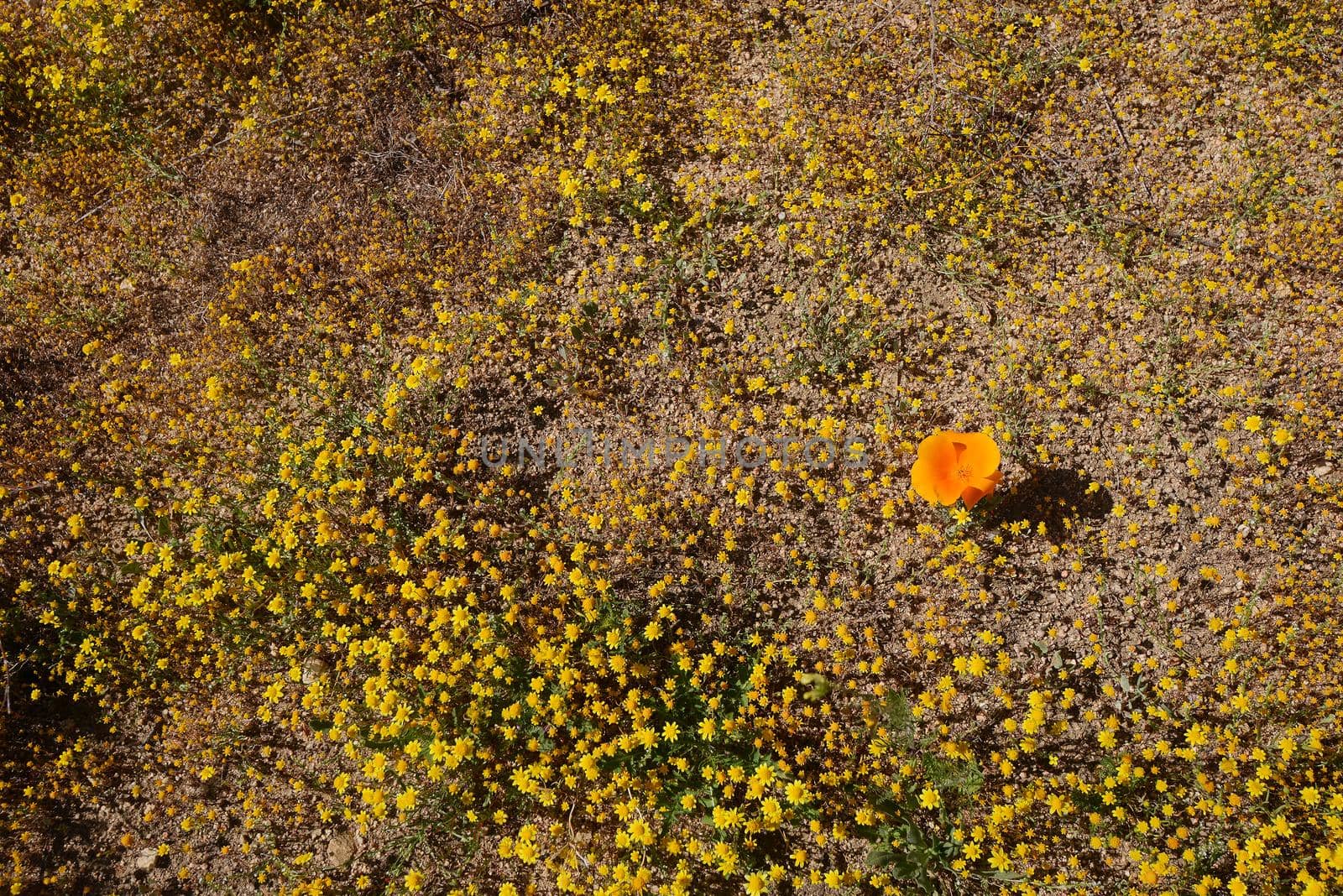 flower carpet with blue sky in southern california