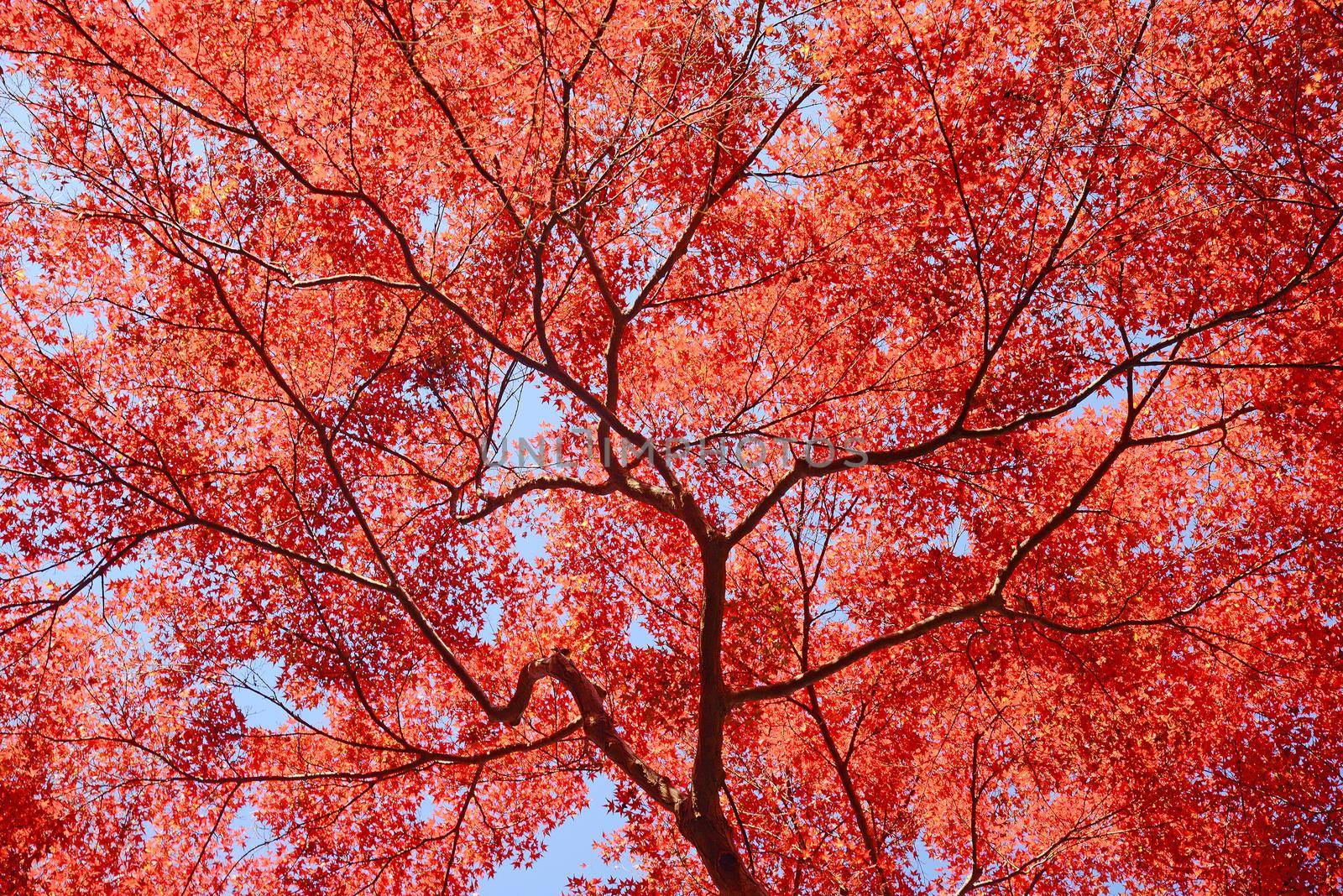 maple in kyoto by porbital