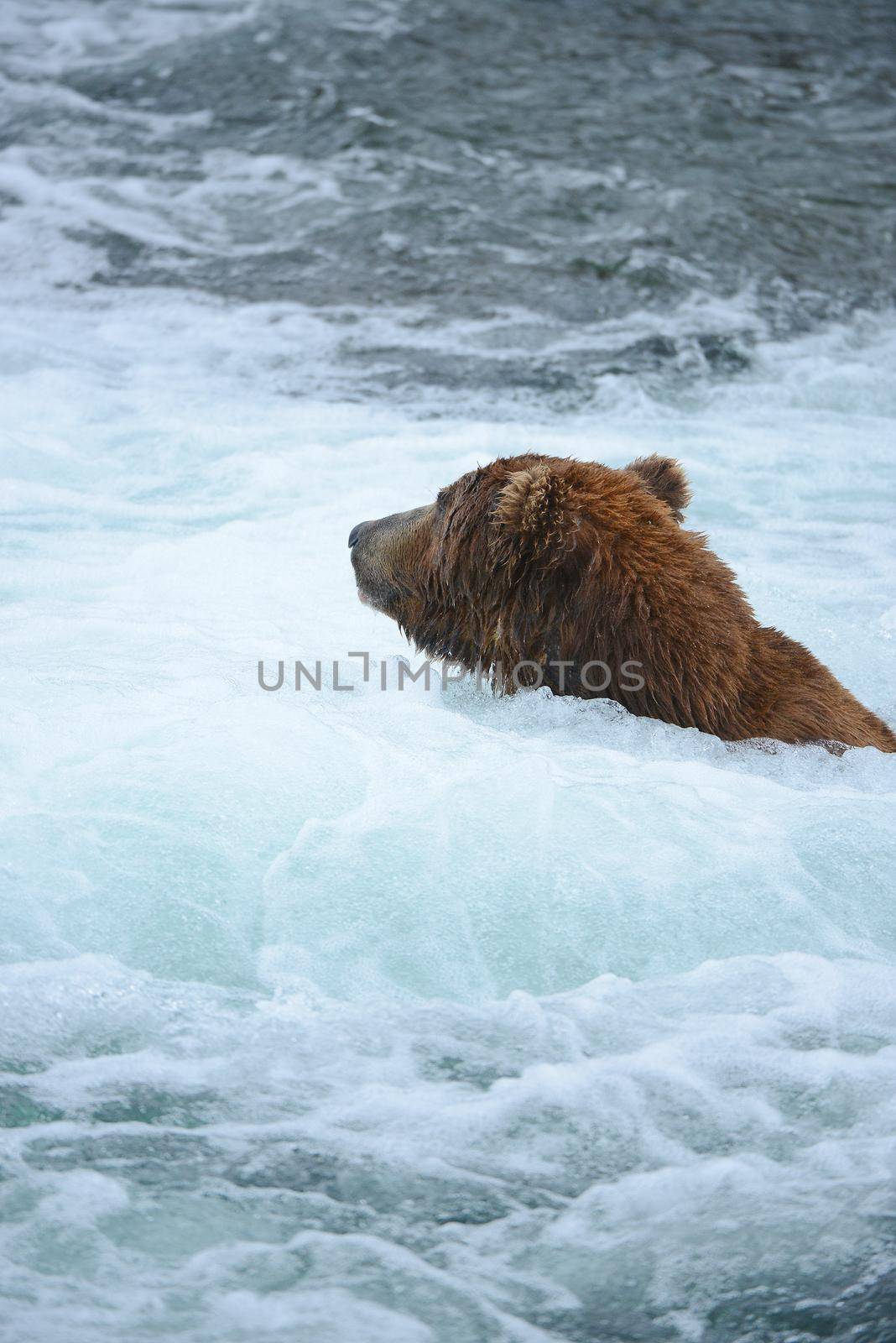 grizzly bear in brooks river hunting for salmon at katmai national park in alaska