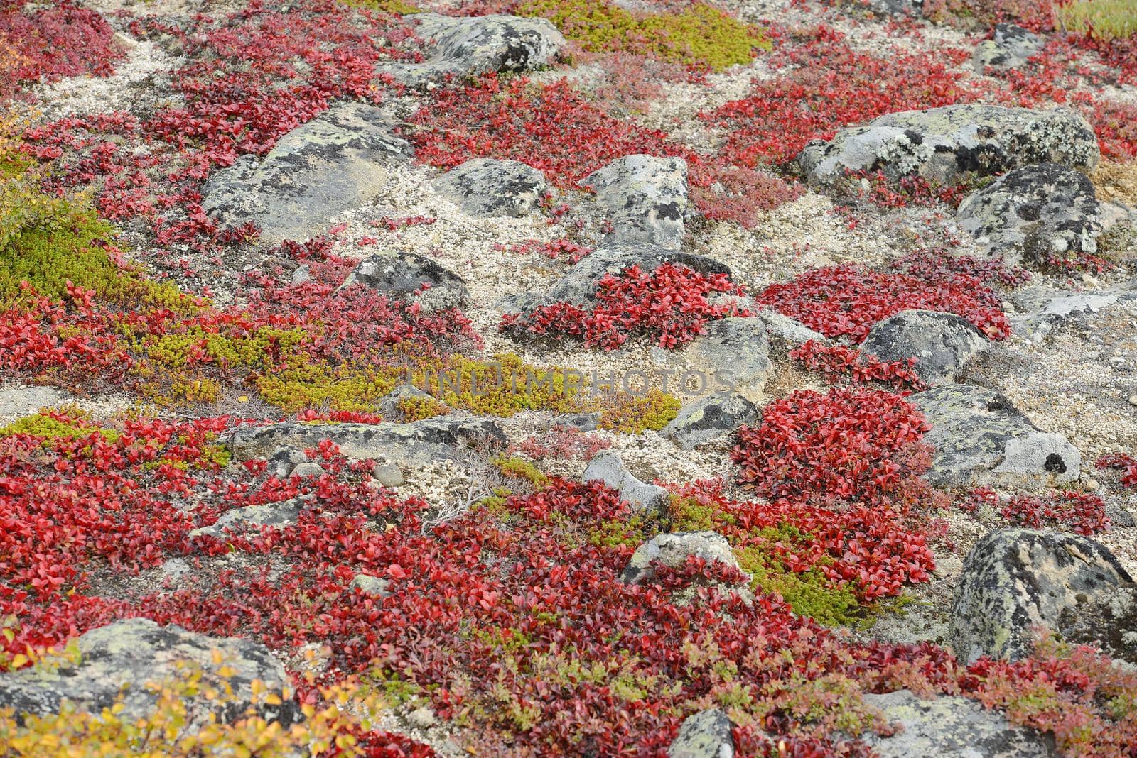 alaskan tundra in autumn