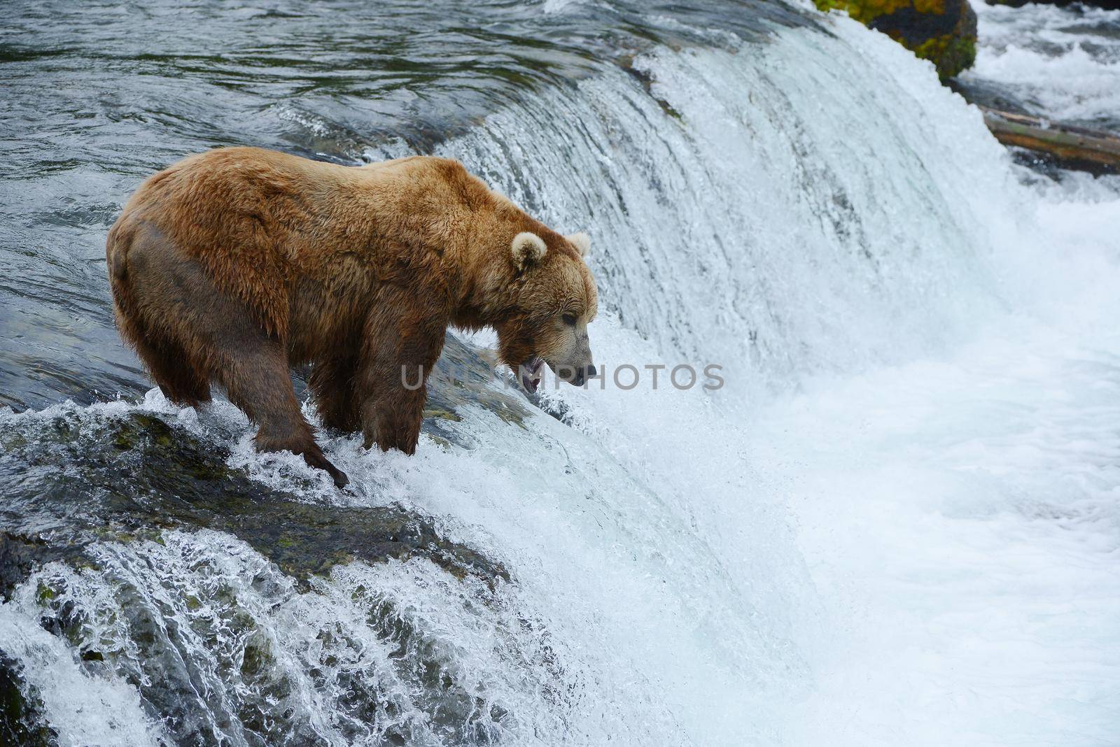 grizzly bear in brooks river hunting for salmon at katmai national park in alaska