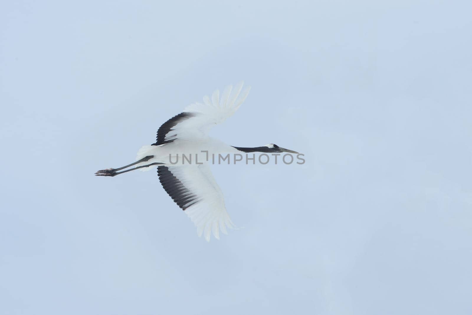 Japanese crane in Hokkaido