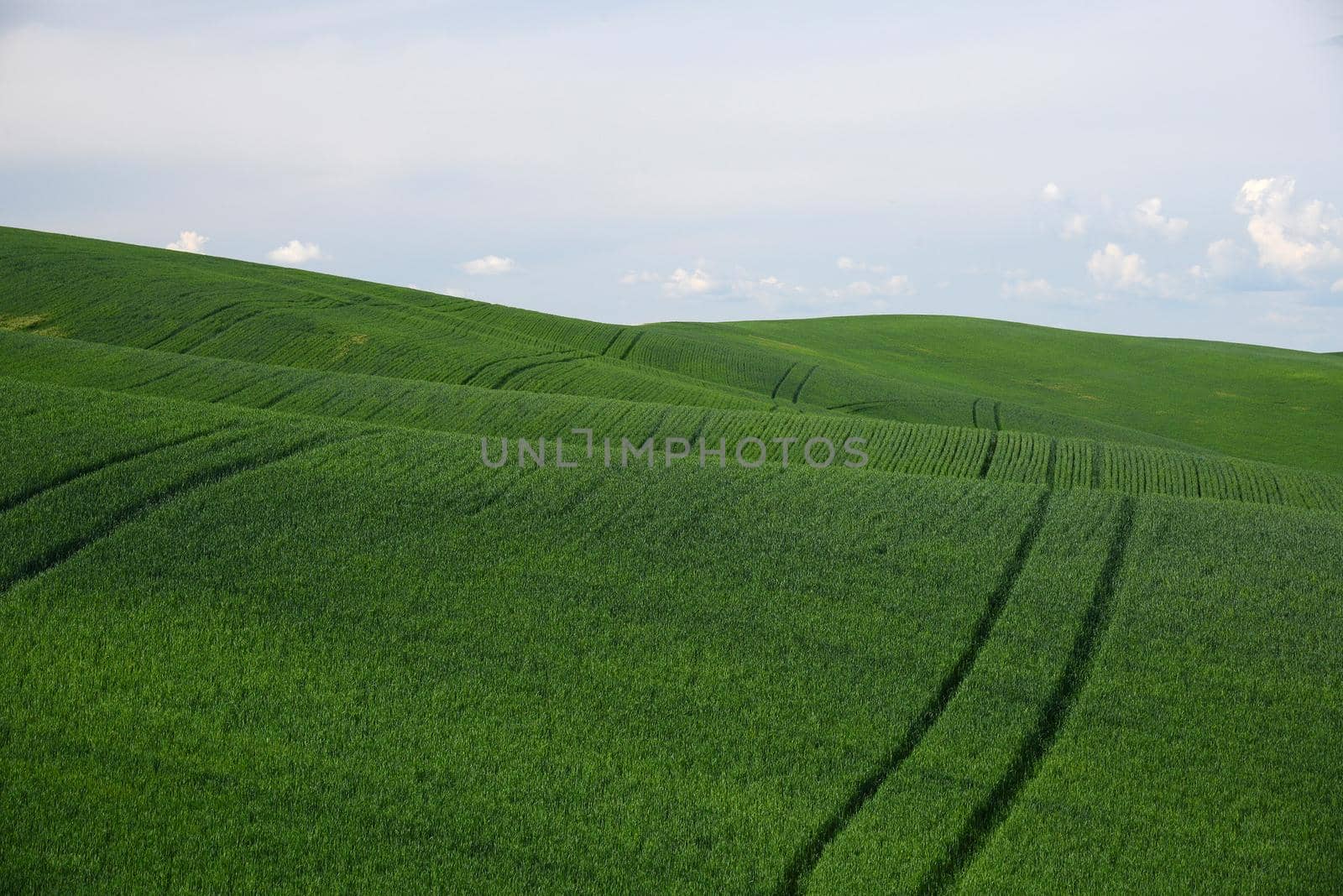 rolling hill of wheat farm land in palouse washington
