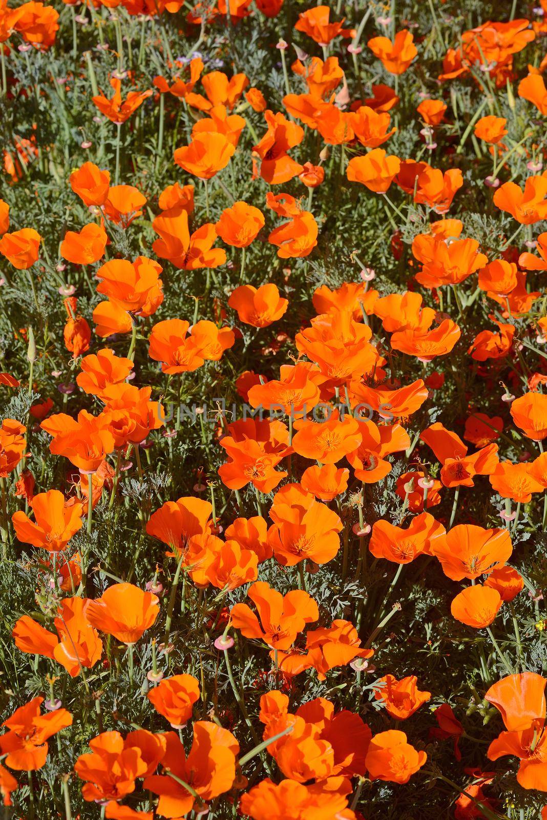 wild orange california poppy blooming from antelope valley in southern california