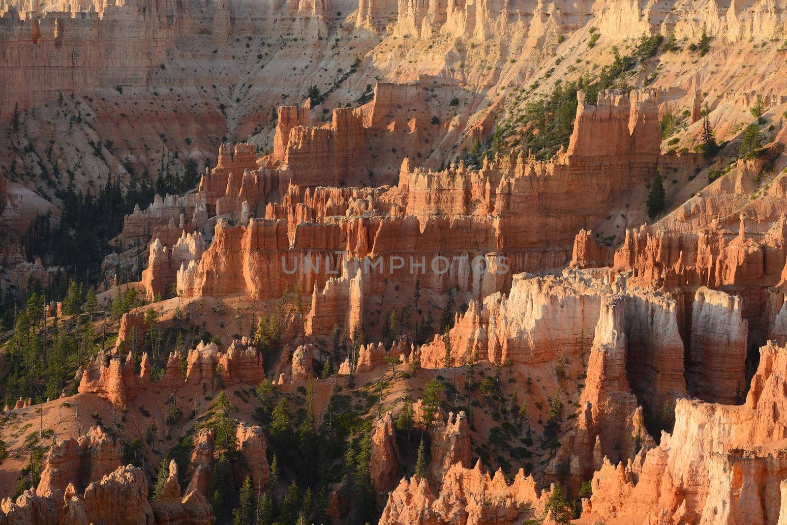 bryce canyon hoodoo at sunrise