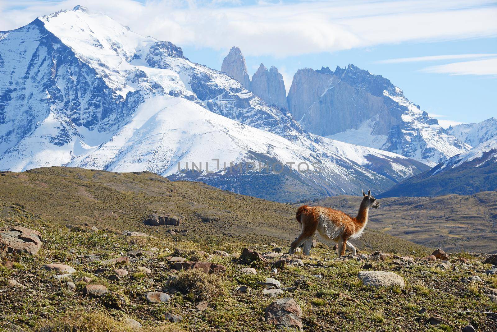 wild guanaco with hill and mountain in patagonia