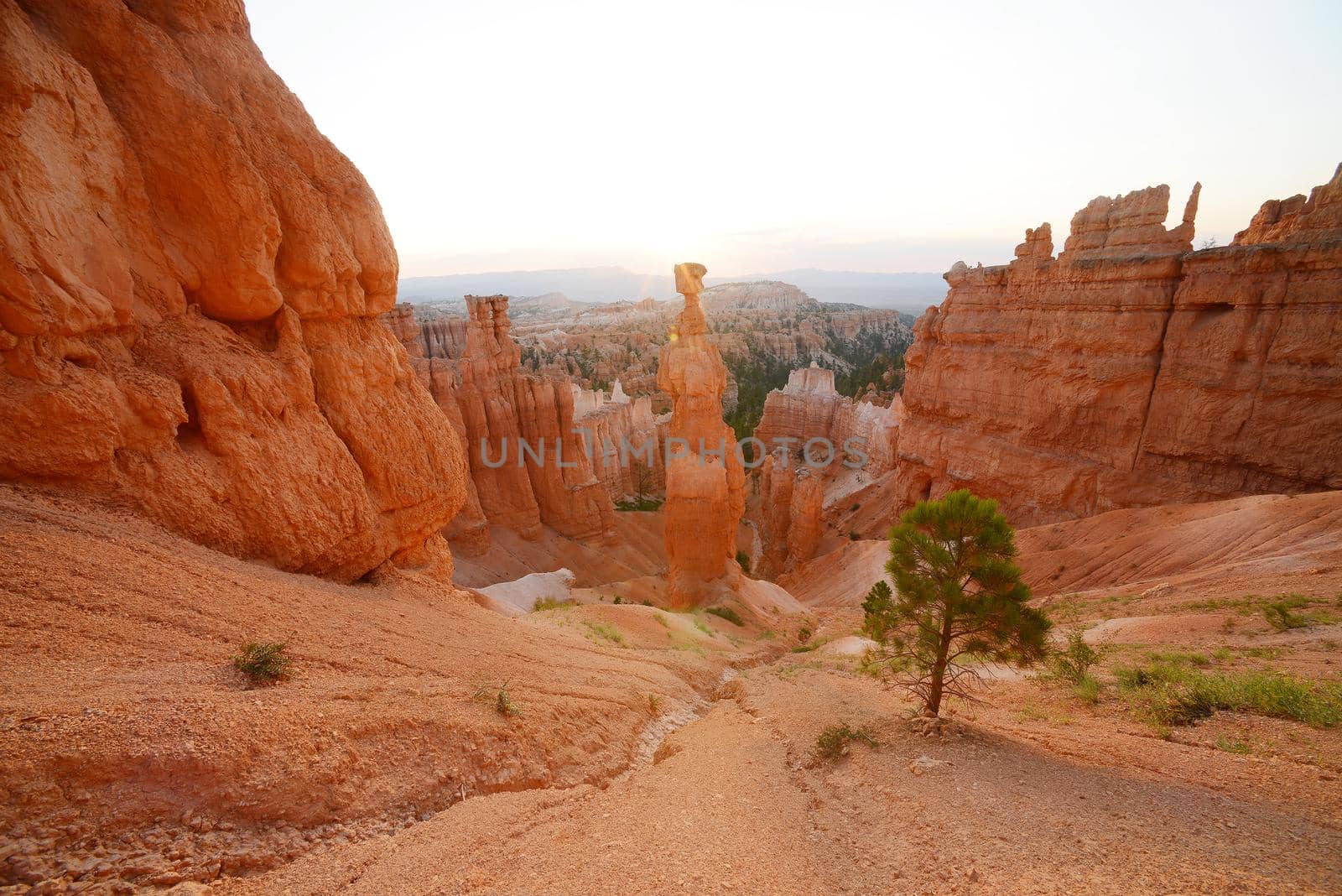 bryce canyon hoodoo at sunrise